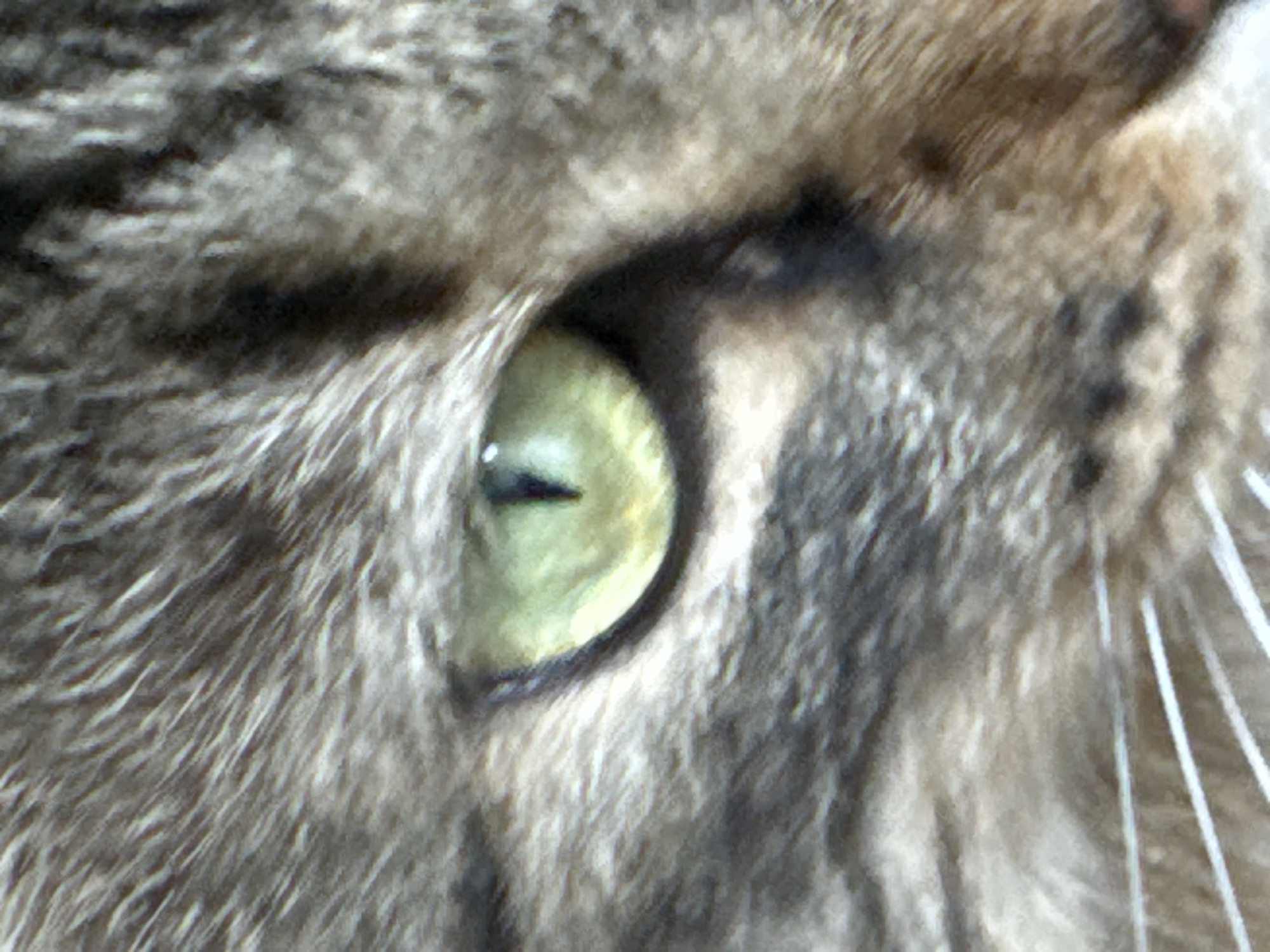 The image is an extreme close-up of a cat's eye, likely taken indoors. The cat's fur, a mix of gray, black, and brown tabby patterns, fills the frame around the eye. The iris is a vibrant green with a vertical, slit-like pupil. The eye appears wet and reflective. The image does not contain any information about the city of Kholmsk, Russia, or any elements that would suggest a specific location or context beyond being a portrait of a cat's eye.