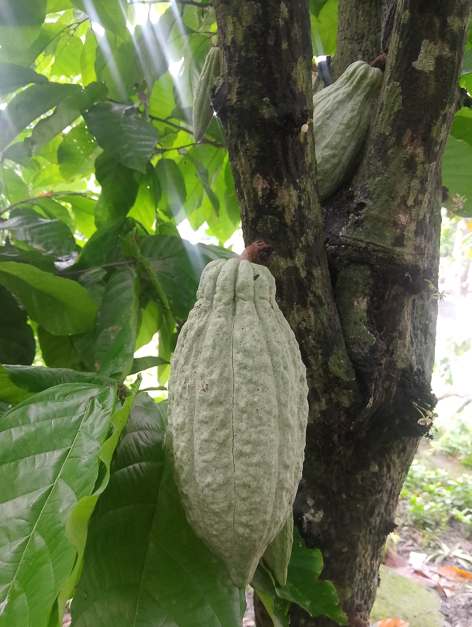 The image captures a close-up view of several light green cocoa pods hanging from the trunk of a cocoa tree. One pod is prominently featured in the foreground, its ribbed surface clearly visible. In the background, more pods are attached to the textured, dark bark of the tree. Lush green cocoa leaves surround the pods and tree trunk, some illuminated by dappled sunlight filtering through the canopy. The environment appears to be a natural outdoor setting, possibly a cocoa plantation, with a soft focus on the background suggesting foliage and a pathway. The location is identified as Serbelawan, Indonesia.