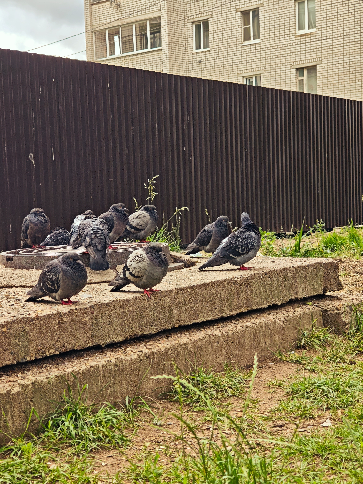 The image depicts an outdoor scene featuring a group of pigeons gathered on concrete slabs in front of a corrugated metal fence. Behind the fence, a light-colored brick building with several windows is visible under a cloudy sky. The foreground shows green grass growing around the concrete structures. Specifically, the image appears to be located in the city of Konakovo, Russia.