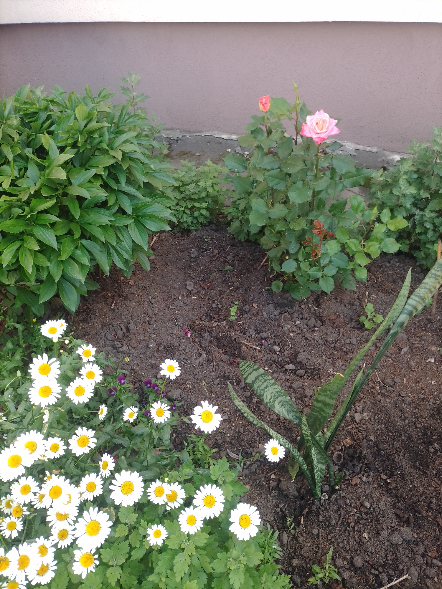 This image depicts a flowerbed located in Myrhorod, Ukraine, adjacent to a building. The flowerbed contains a variety of plants, including a large bush with dark green leaves on the left, a rose bush with pink roses and buds in the center, and a patch of daisies with white petals and yellow centers in the foreground. To the right, a snake plant with striped green leaves is planted in the soil. The background shows a textured, taupe-colored wall of the building, with a gray concrete strip running along its base. The ground is dark soil with some small stones and dry leaves scattered on it. There are no people or animals visible in the image.