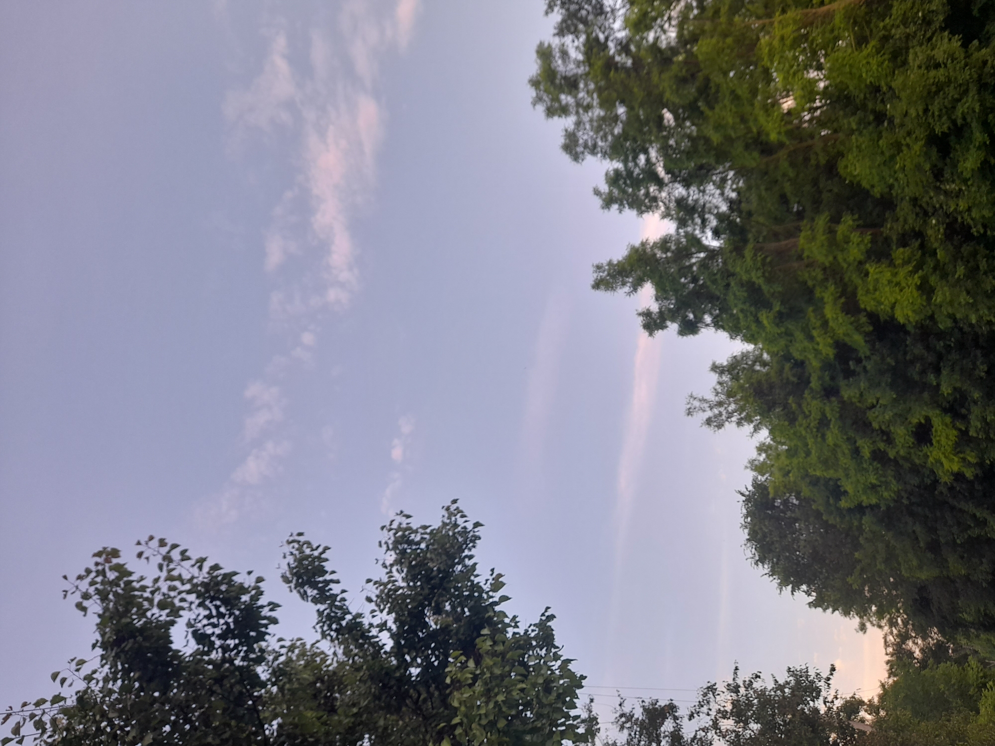 An outdoor, eye-level, medium shot captures a natural scene at dusk or dawn in Kliushnykivka, Ukraine. The upper portion of the image is dominated by a soft, pale blue sky with wispy clouds tinged with pink. The lower half is filled with a dense canopy of lush green trees. A large tree with dark green leaves occupies the upper left quadrant, its branches extending into the sky. The other trees, varying in shades of green, form a textured line across the bottom of the frame, suggesting a forest or a densely wooded area. The lighting indicates a low-sun condition, creating a tranquil atmosphere. There are no people or man-made objects visible in the scene.