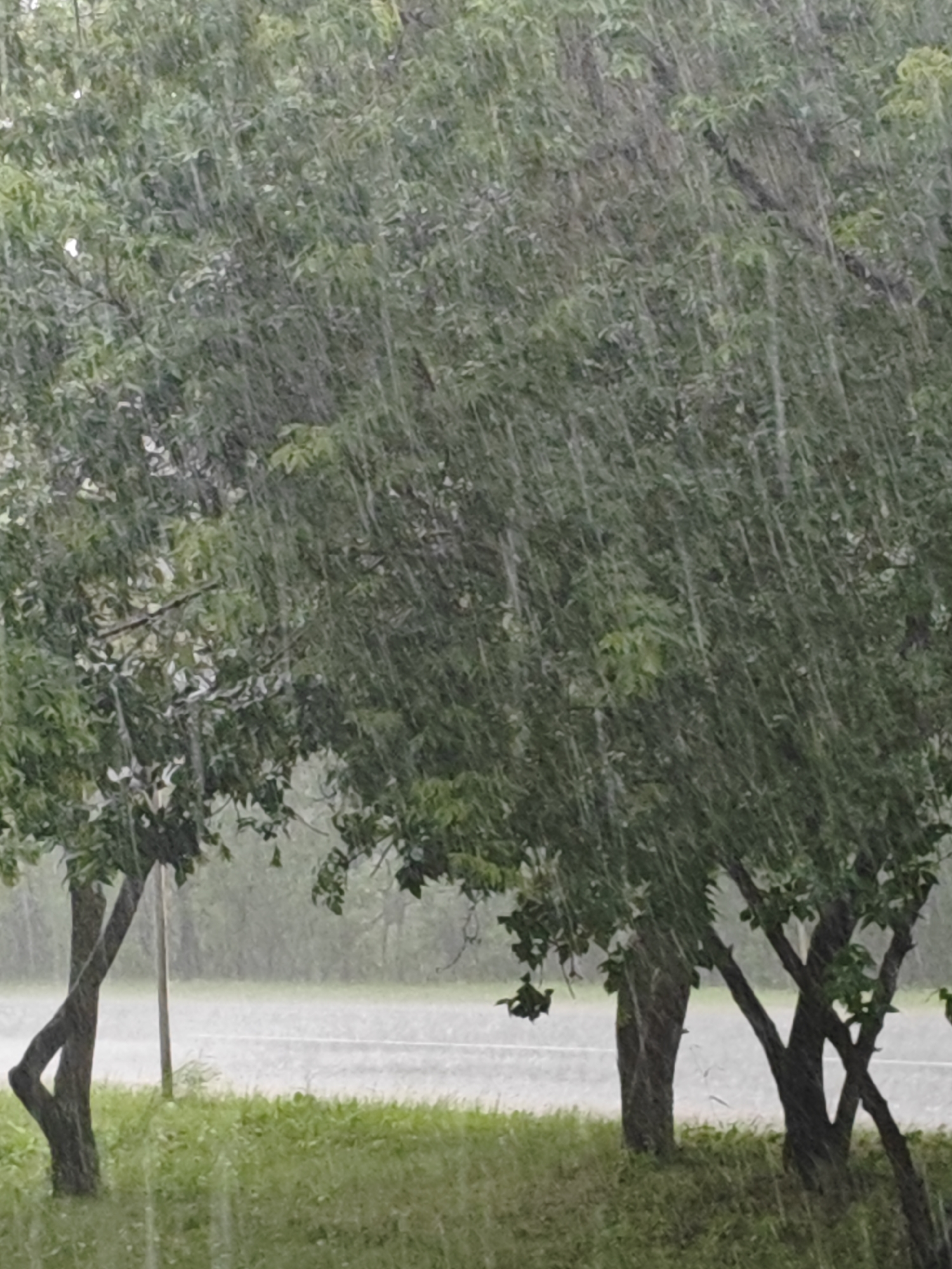 This media file depicts an outdoor scene during a rain shower. The primary subjects are two trees with lush green foliage, their branches and leaves blurred by the falling rain. The rain is visible as numerous diagonal streaks against the backdrop of the trees and the sky. In the foreground, there is a patch of green grass, also appearing wet. Beyond the trees, a gray asphalt road is visible, with more rain falling on its surface, creating a misty or hazy effect. The overall setting appears to be a roadside or natural area with vegetation.
The activity taking place is a rain shower, with the precipitation being the most prominent element of the scene. The lighting suggests it is daytime, but the overcast conditions due to the rain make it difficult to determine the exact time. The weather is clearly rainy and perhaps overcast. There are no discernible location cues beyond the presence of trees, grass, and a road. No people or specific objects are identifiable, apart from the natural elements. The image evokes a sense of a natural, somewhat somber, and refreshing weather event. There is no visible text in the media file.
