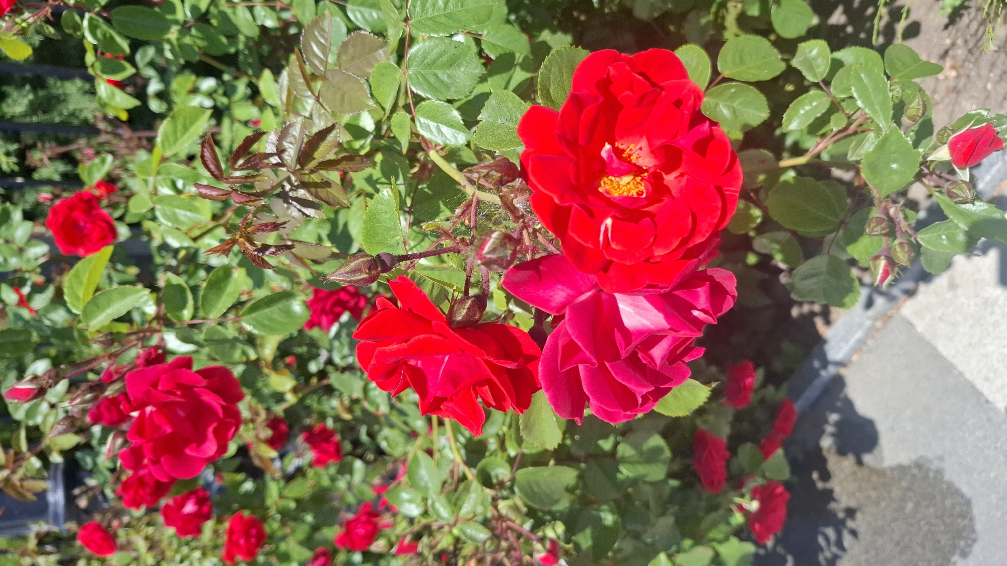 The image shows a close-up view of red roses in a garden or public area. The roses are in various stages of bloom, with some fully open and others appearing as buds. The leaves of the rose bushes are green and glossy. The background shows more greenery, and a section of gray concrete, potentially a sidewalk or curb, is visible.