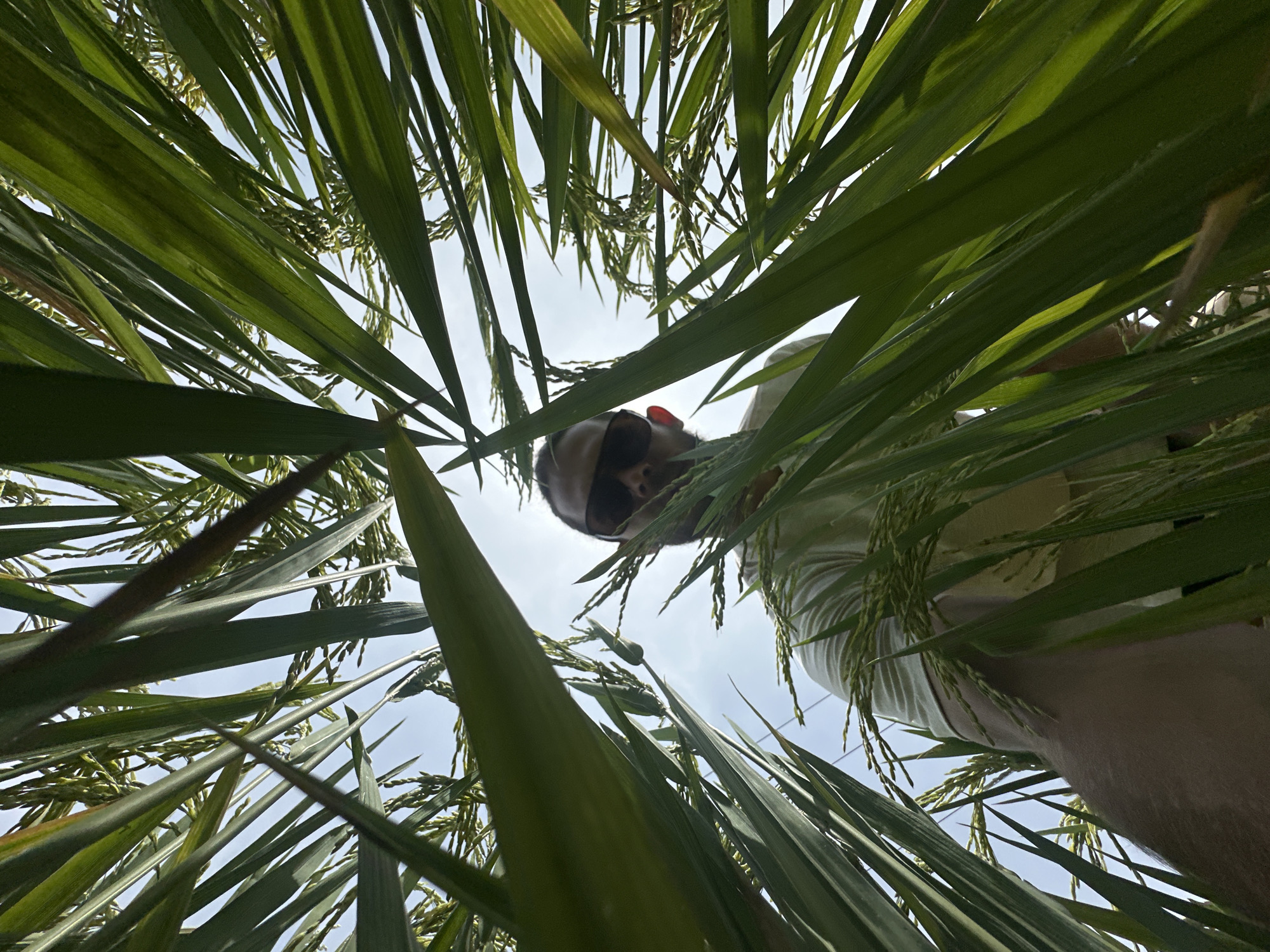 A low-angle shot captures a person looking down into a dense field of tall, green plants, likely rice, under a bright sky in Duong Quy, Vietnam. The perspective is from within the foliage, looking upwards through a canopy of long, narrow leaves and developing grain stalks that crisscross the frame.
The central subject is a person, visible from the head to the upper torso, peering downwards. They are wearing sunglasses, which obscure their eyes, and a light-colored shirt. The person's face is partially framed by the surrounding green leaves. The overall impression is that the camera is placed very low to the ground, possibly resting on the earth or partially submerged in the vegetation, as if looking up from the plant roots.
The background consists of a clear, light blue sky, indicating bright daylight and good weather. The vibrant green of the leaves dominates the image, with many individual stalks of rice grains visible, some appearing pale green to light yellow, suggesting they are maturing. No specific activity beyond observing or posing is evident. There is no visible text in the image. The setting strongly suggests an agricultural landscape, specifically a rice paddy, common in Vietnam.