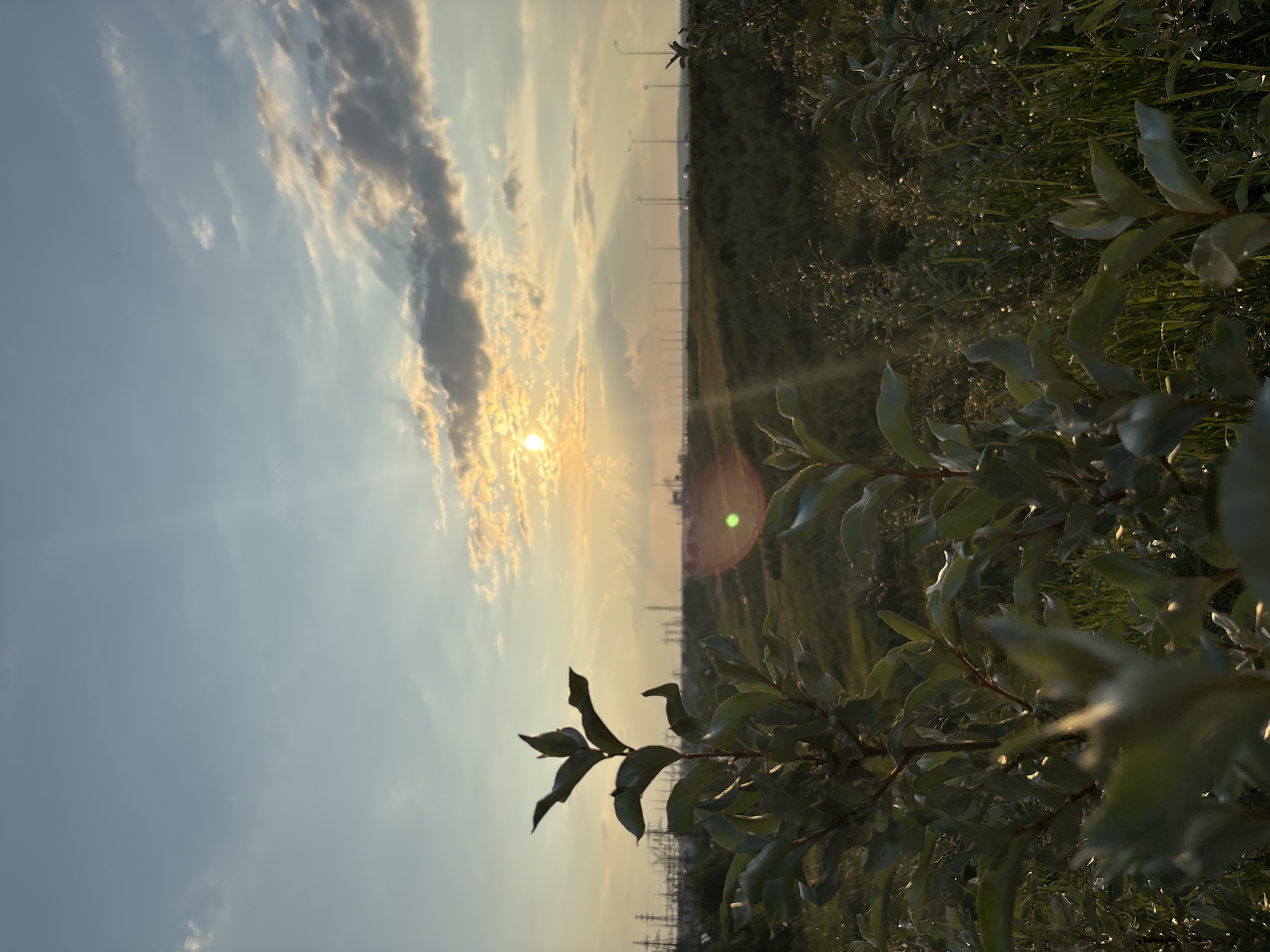This is a vertical, eye-level, outdoor, natural light photograph of a sunset in Chaikovsky, Russia. In the foreground, on the left, is a leafy green plant with out-of-focus leaves. Beyond the plant, to the right and stretching across the frame, is a grassy field with a few tall stalks of grass catching the light. In the mid-ground, there is a line of streetlights receding into the distance, and beyond that, a series of industrial power lines and towers are visible on the horizon. The sun is setting in the upper center of the frame, partially obscured by clouds, casting light rays across the sky. The sky transitions from a pale blue at the top to yellow and orange hues near the horizon, with scattered white and gray clouds. There are no people or animals visible in the image.