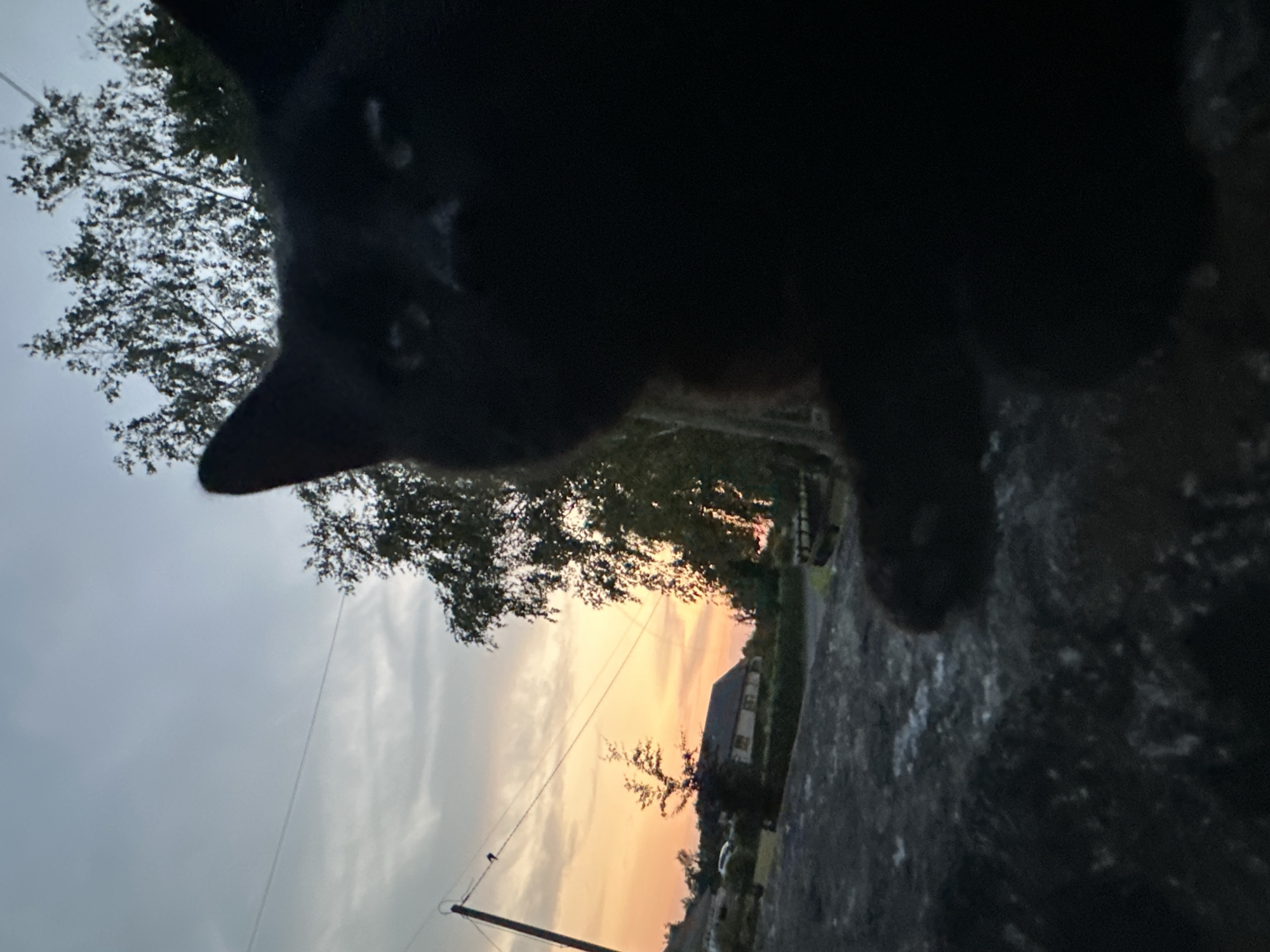 A black cat is in the foreground of the image, looking directly at the camera. The cat's face is partially obscured by darkness, but its eyes are visible. In the background, a sunset can be seen with an orange and pink sky. There are trees and houses in the distance. The scene appears to be in Moortown, Ireland.