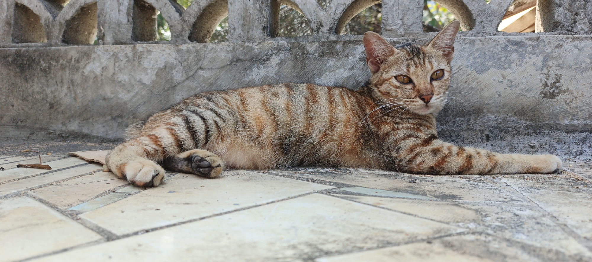 In Moyudan, Indonesia, a tabby cat with orange and brown stripes lies on a tiled surface in front of a concrete wall. The cat is positioned horizontally, with its head turned to the right, facing the viewer. Its eyes are open and amber-colored. The cat's paws are visible, with the front paws tucked beneath its body and the rear paws extended. Behind the cat, the concrete wall has a textured surface and is topped with a decorative concrete border featuring arched openings. Sunlight casts shadows, indicating an outdoor setting. Scattered debris, such as small pieces of leaves and twigs, are present on the tiled ground.
