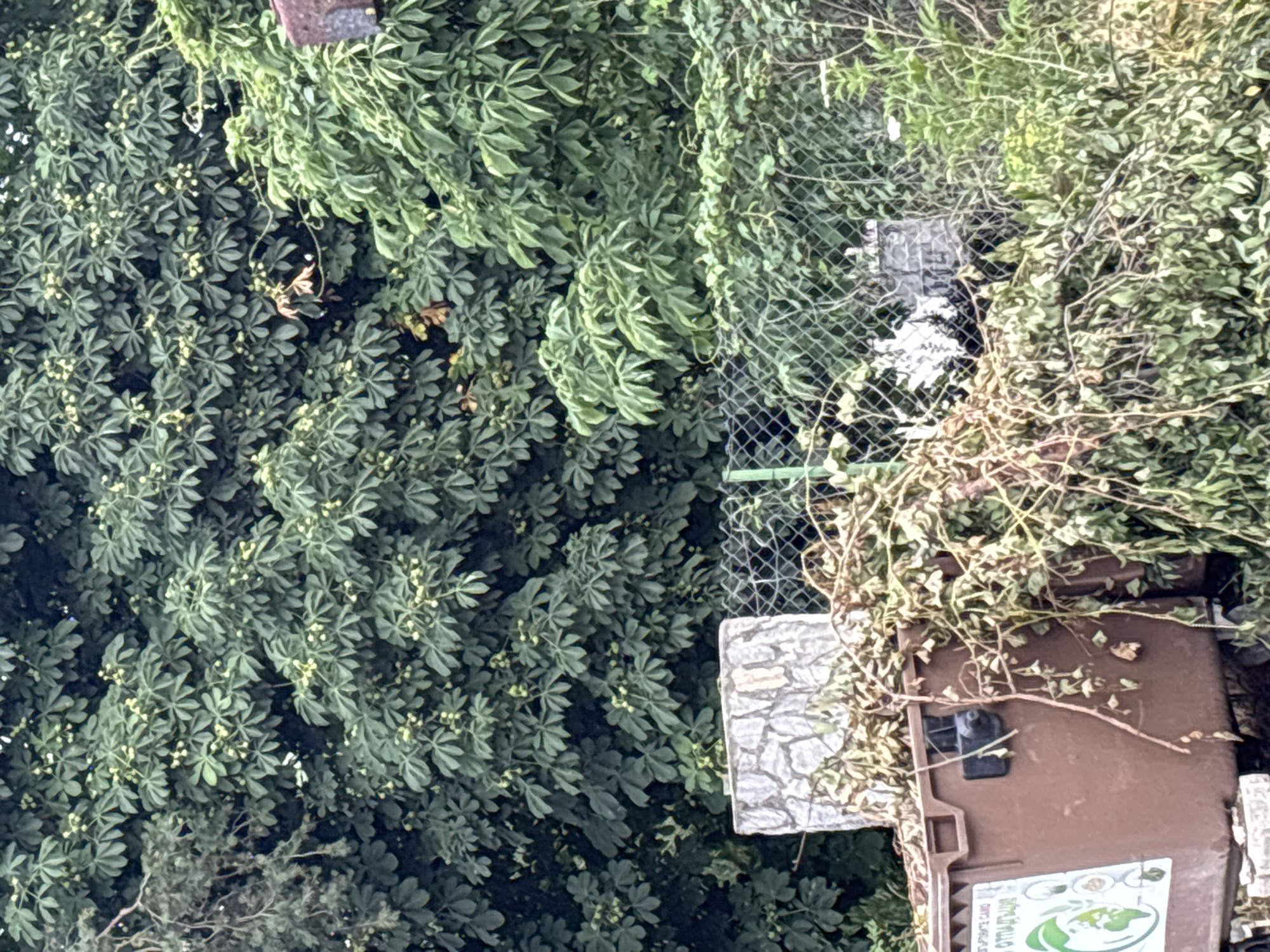 This media file depicts an outdoor scene in Garmen, Bulgaria, with a focus on dense, green foliage and a brown compost bin. The foliage is lush and appears to be a mix of different plants, some with small yellow flowers or buds. A chain-link fence is visible, partially obscured by the vegetation.
To the right of the fence, a brown compost bin is the most prominent object. It has a lid with a black latch and some visible text on a sticker on the front. The sticker features a green logo with an image of the Earth and some circular graphics, along with text in a script that appears to be Bulgarian. The bin is partially covered in dry leaves and twigs, suggesting it is outdoors and in use.
A small, square structure with a stone-like facade is situated near the fence, to the left of the compost bin. The overall impression is that of a garden or a yard area, possibly in a rural or semi-rural setting given the vegetation and composting equipment. The lighting suggests it could be daytime, with no strong shadows indicating a specific time of day. The weather appears to be mild, as the plants are healthy and the outdoor bin is accessible. There are no people visible in the frame.
