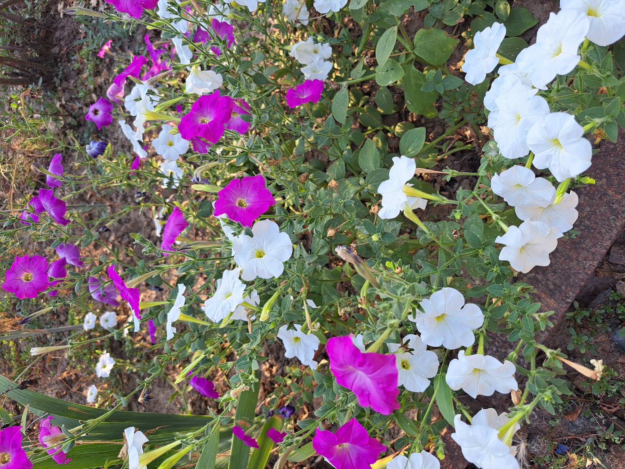 A sunlit outdoor scene features a dense cluster of petunia flowers, predominantly in shades of vibrant magenta and crisp white, with a few purple blooms interspersed. The flowers, with their trumpet-shaped petals, are arranged in a garden bed, some in full bloom and others as buds. Green foliage forms a lush backdrop. The ground beneath the flowers consists of dry soil, scattered with small pebbles and fallen leaves. In the background, a blurred brown trunk of a tree or shrub is visible, hinting at a park or garden setting in Vypasne, Ukraine. There are no people or animals present.
