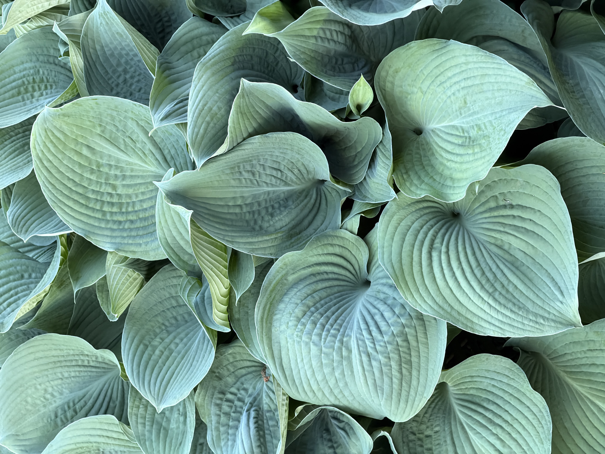 The image provides a dense, overhead view of lush plant foliage, characteristic of hosta plants, completely filling the frame. The scene is dominated by numerous broad, heart-shaped (cordate) to ovate leaves, displaying a distinctive muted blue-green or sage green color. Many leaves exhibit a powdery, glaucous sheen which contributes to their soft visual texture.
Each leaf features deeply impressed, parallel venation that gives its surface a prominent, corrugated or subtly puckered appearance. The leaves are arranged in an extensively overlapping pattern, creating depth and a dynamic, organic tapestry across the entire frame. Some areas of the foliage appear lighter, catching the soft, diffused light, which suggests either an overcast sky or a deeply shaded environment, accentuating the cool tones and intricate details without harsh shadows.
No individuals, man-made objects, or specific activities are depicted within this tranquil natural scene. The image is a close-up study of botanical form, texture, and color. There is no visible text. This type of verdant foliage is commonly found in gardens or shaded natural settings, consistent with a location such as Zimyonki, Russia.
