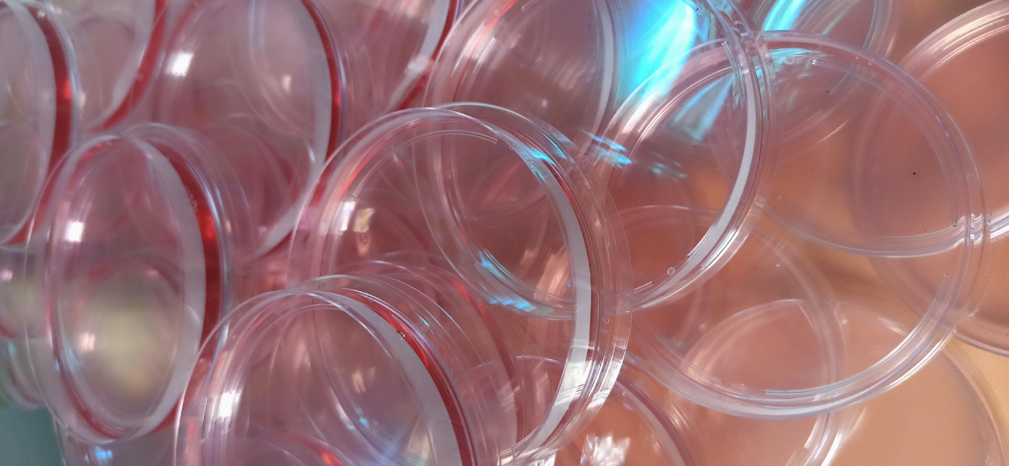 The image shows a close-up, overhead view of a large pile of clear plastic petri dishes, stacked in a disorganized manner. The petri dishes are round and appear to have a reddish-pink hue, possibly due to the lighting or the material they are made from. Some of the dishes have a red rim or band around their edge. The lighting creates reflections and glares on the surfaces of the dishes, with some areas showing a bright blue and green iridescent sheen, likely from light refracting through the plastic. The background is a soft, out-of-focus warm tone, suggesting a surface or container beneath the petri dishes. The setting appears to be indoors, possibly a laboratory or a storage area, given the nature of the objects. There are no people or specific time-of-day or weather cues visible. The focus is entirely on the texture, shape, and reflections of the stacked petri dishes. There is no visible text in the image.