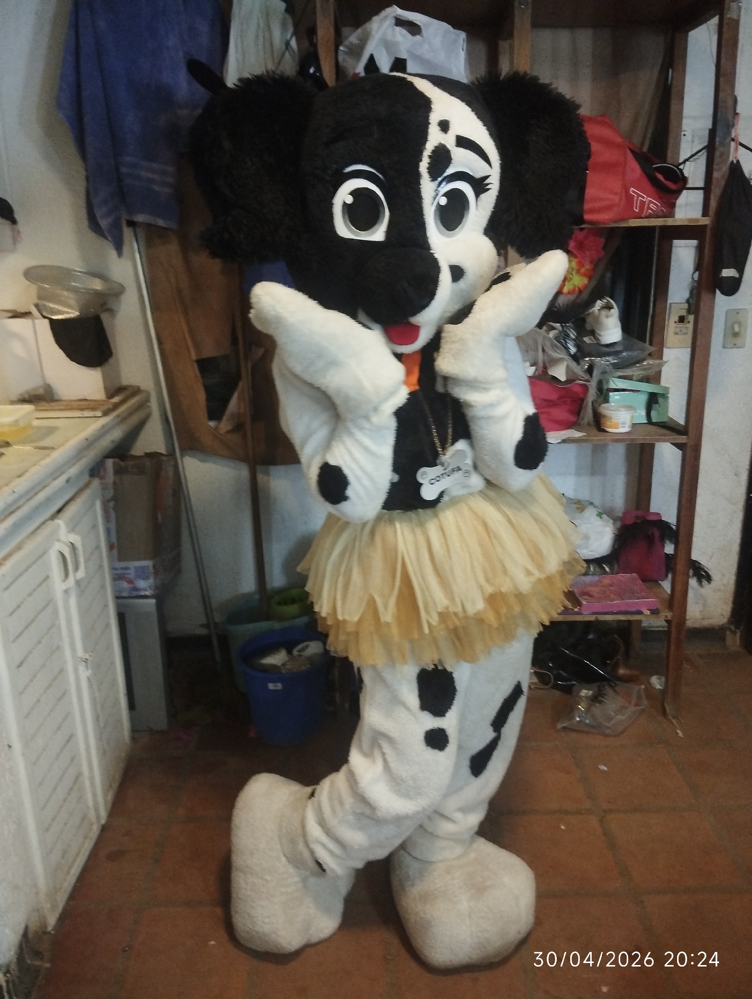 A person in a full-body black and white dalmatian dog mascot costume is centrally positioned, posing indoors in what appears to be a cluttered utility or storage room in Porlamar, Venezuela. The mascot features a large, cartoonish head with big, expressive eyes, a black nose, and a red tongue slightly protruding. A white, bone-shaped tag around its neck reads "COTURA". The costume has black patches on a white body and is adorned with a layered, ruffled yellow-gold tutu skirt. The mascot stands with one leg slightly bent, its hands raised near its face in a playful or shy gesture.
The background on the left shows white louvered cabinets and a light-colored countertop with an old tin bowl and a dark object. A blue towel hangs in the upper left, and a thin metal pole leans against the wall. To the right, a wooden shelving unit is filled with various items. The top shelf holds a red bag with "TF" visible and a black bag. The middle shelf displays white shoes, a green box, and a white plastic container, among other items. The bottom shelf contains a pink object and a blue bucket filled with what appear to be clothes or stored goods. The floor is covered with reddish-brown tiles, and an electrical outlet is visible on the far right wall.
The timestamp "30/04/2026 20:24" in the bottom right corner indicates the photo was taken at 8:24 PM. The scene suggests a candid moment in an informal, lived-in space.
