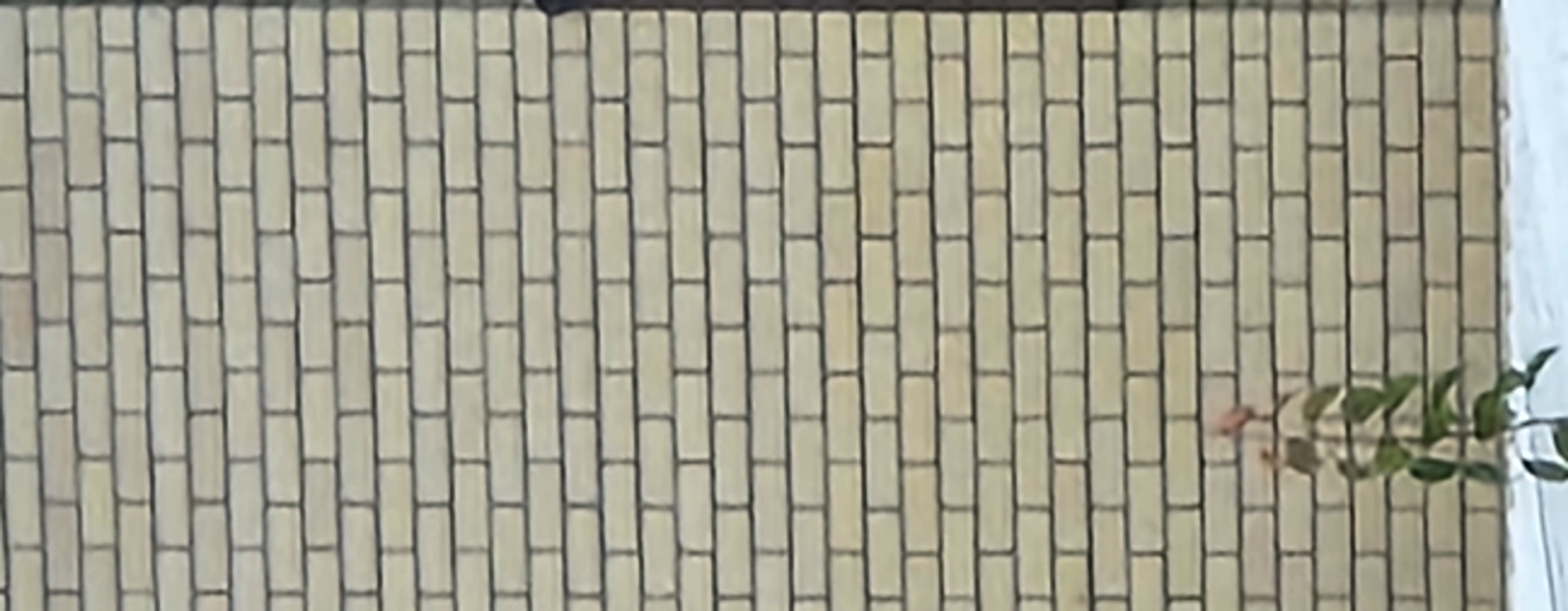 A close-up, medium-shot image shows a light beige brick wall with dark mortar. The bricks are laid in a standard running bond pattern. In the bottom left portion of the frame, a small, leafy plant with a few reddish buds or small flowers is visible. The plant is positioned against a white surface, possibly snow or ground cover. The image's resolution is low, resulting in a blurred appearance. There are no people or discernible actions taking place. The scene depicts a section of an exterior wall, likely in an urban environment. No specific landmarks or identifying features place this image in Kazan, Russia.