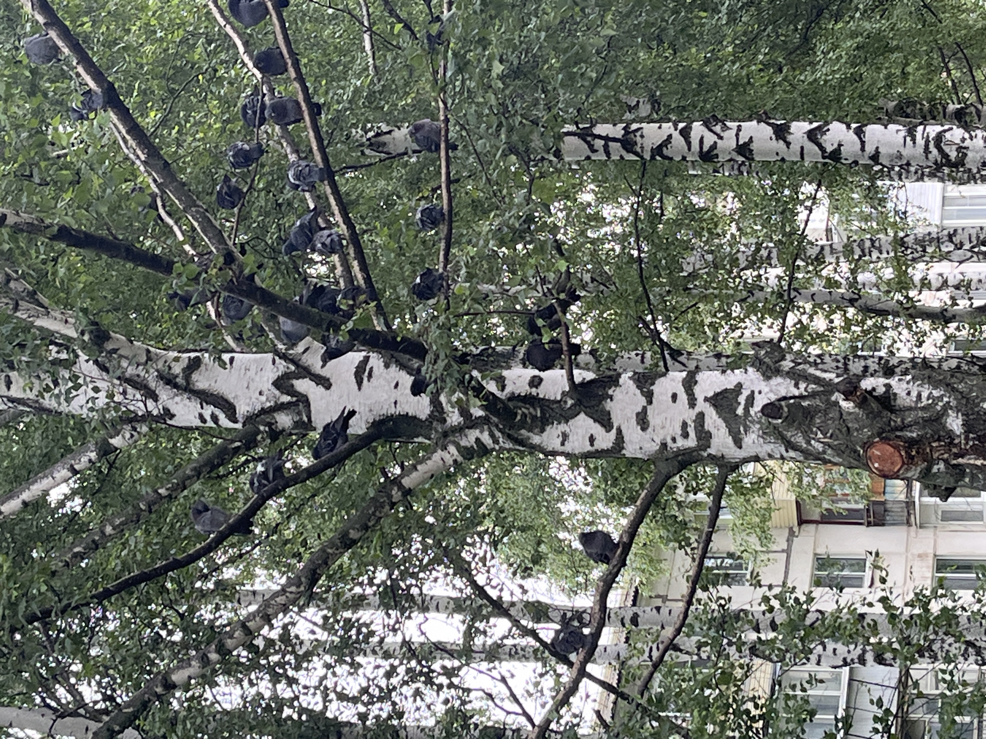 In Chaikovsky, Russia, a cluster of pigeons is perched on the branches of a large birch tree. The tree's distinctive white bark with black markings is prominent. Surrounding the birch are other trees with lush green foliage, creating a dense canopy. In the background, a multi-story residential building is visible, with several windows and balconies. The overall scene depicts a natural setting within an urban environment.