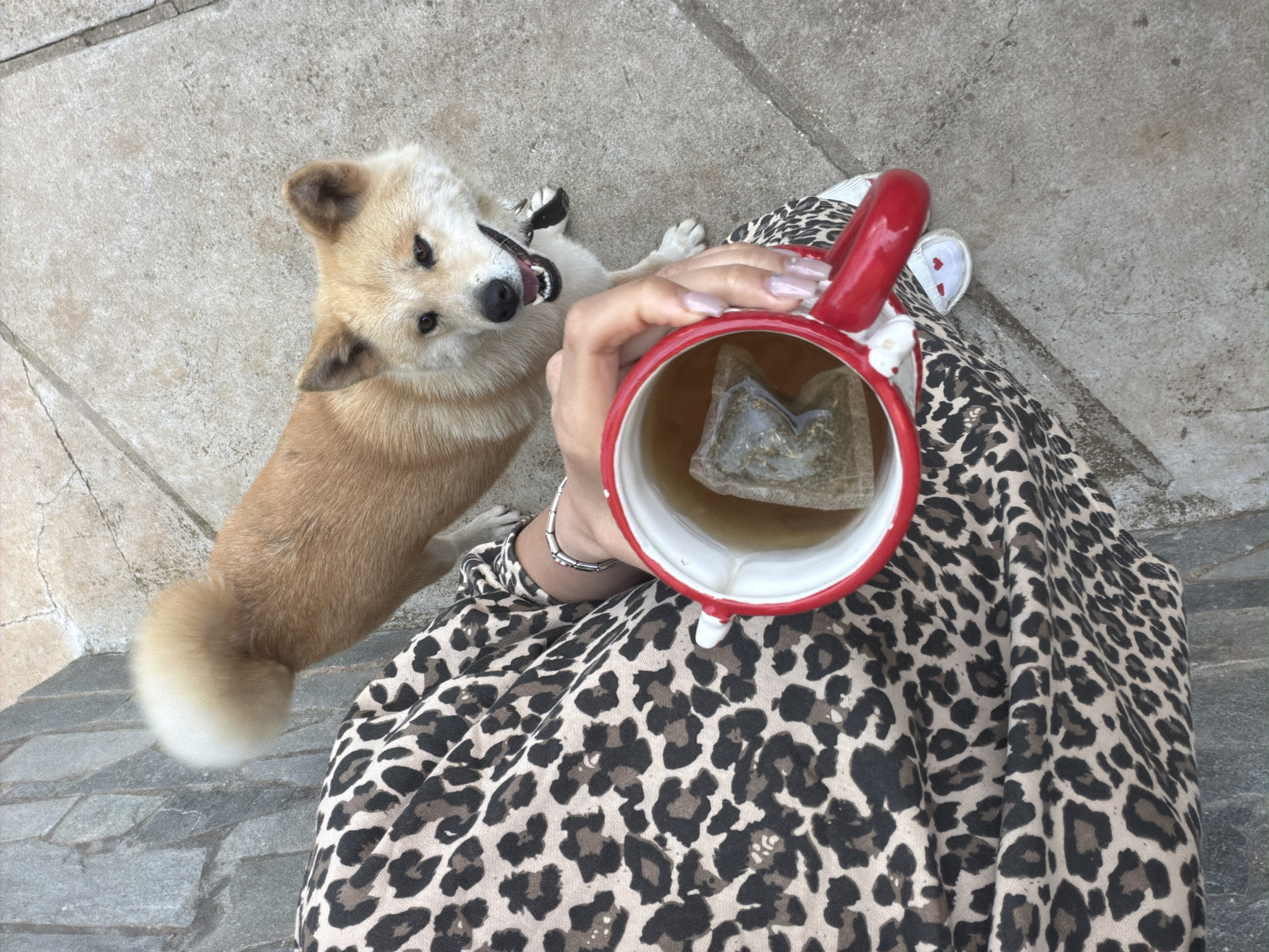 The image shows an overhead view of a person holding a red and white mug filled with liquid and a tea bag, sitting in an outdoor setting. The person is wearing a leopard-print garment. A light brown and white dog with its tongue showing is positioned to the left of the person, looking up. The ground is paved with gray stone slabs.