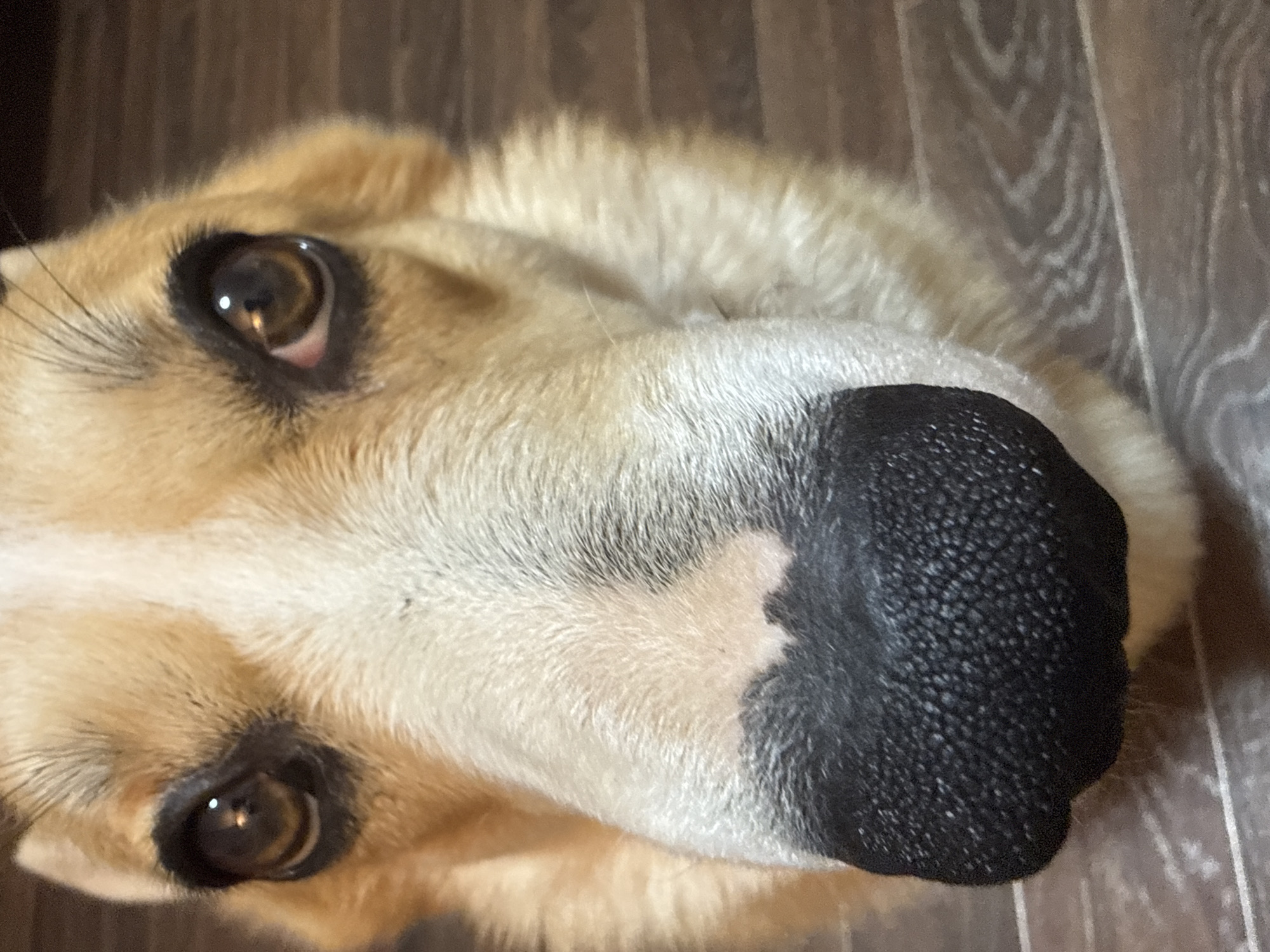 A close-up, slightly angled shot focuses on the head of a tan and white dog with a large, black nose. The dog's brown eyes are visible and reflect light. The background appears to be a wood-grained surface. The location and city of Votkinsk, Russia are not discernible from the image.