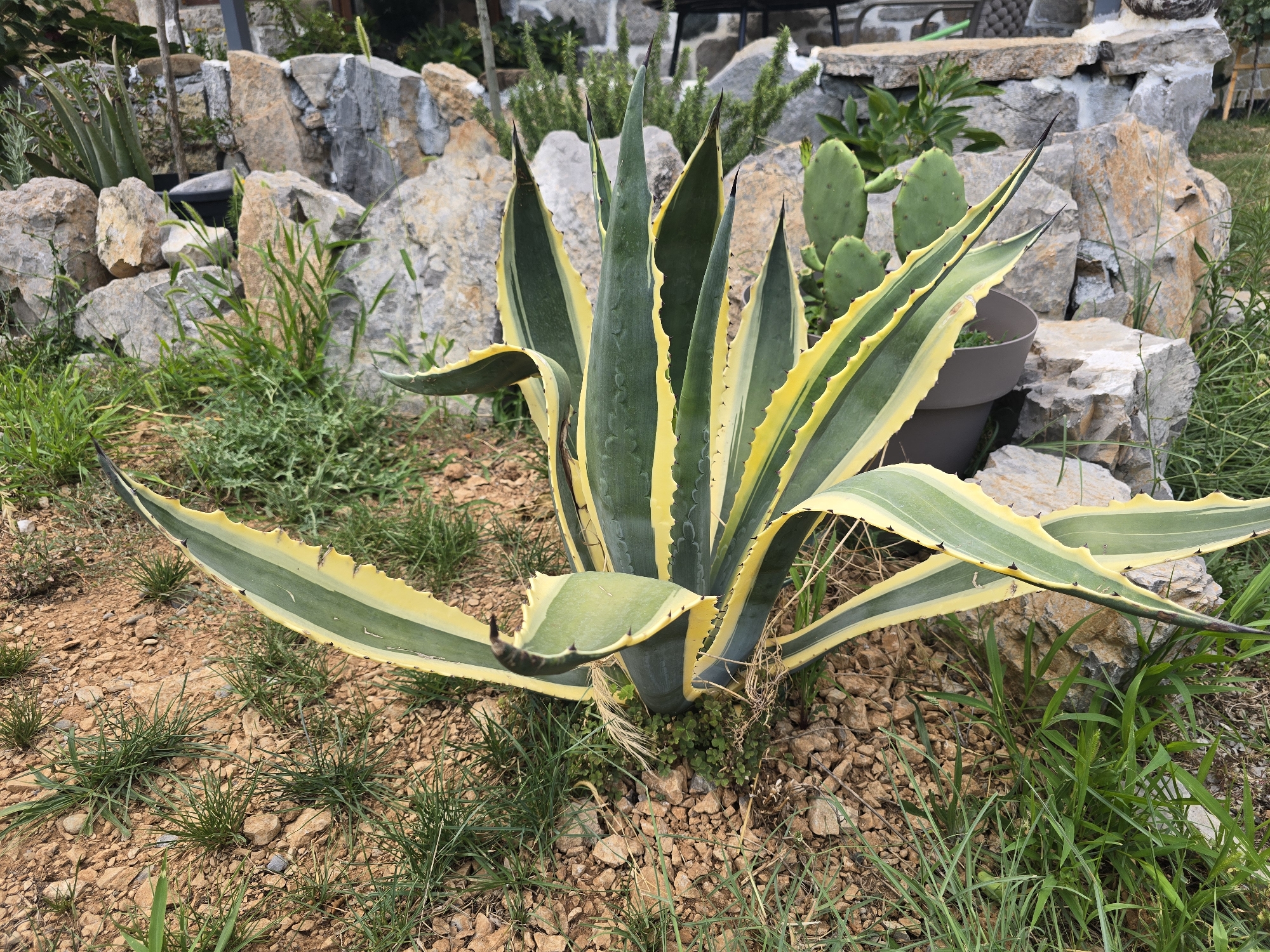 A variegated agave plant with green and yellow striped leaves is centered in a dry, rocky outdoor environment. The plant has sharp spines along the edges of its leaves, and some leaves are splayed outwards. In the background, there are large rocks and some smaller green plants. A prickly pear cactus is visible behind the agave. The ground is covered in dry soil, small rocks, and patches of grass. The lighting suggests it is daytime. There are no people or animals visible in the image.