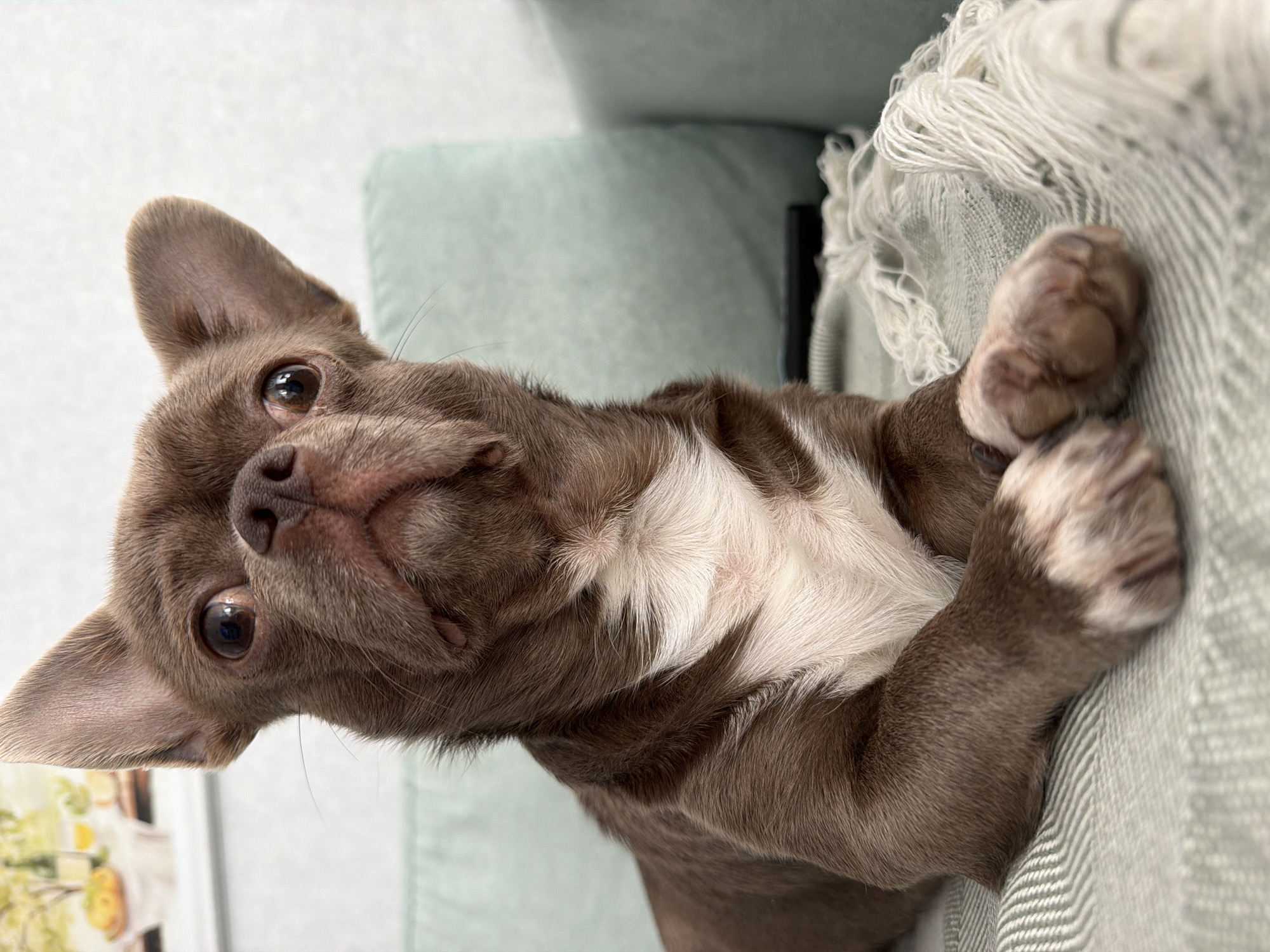 This media file features a close-up, vertically oriented shot of a small, brown and white chihuahua puppy lying on a light green couch. The puppy is the sole subject, with its head turned towards the camera, displaying large, expressive brown eyes. Its ears are perked, and its muzzle is slightly upturned, giving it a curious or playful expression. White fur is visible on its chest and paws. The puppy is resting on a textured, light green blanket with a fringed edge, which is draped over the couch. The background is softly blurred, showing hints of a pale wall and what appears to be a decorative item with yellow accents on the left. The lighting suggests an indoor setting, possibly during the daytime, with a soft, diffused light. There are no visible people or text in the image. The overall mood is cozy and intimate, focusing on the adorable features of the puppy.