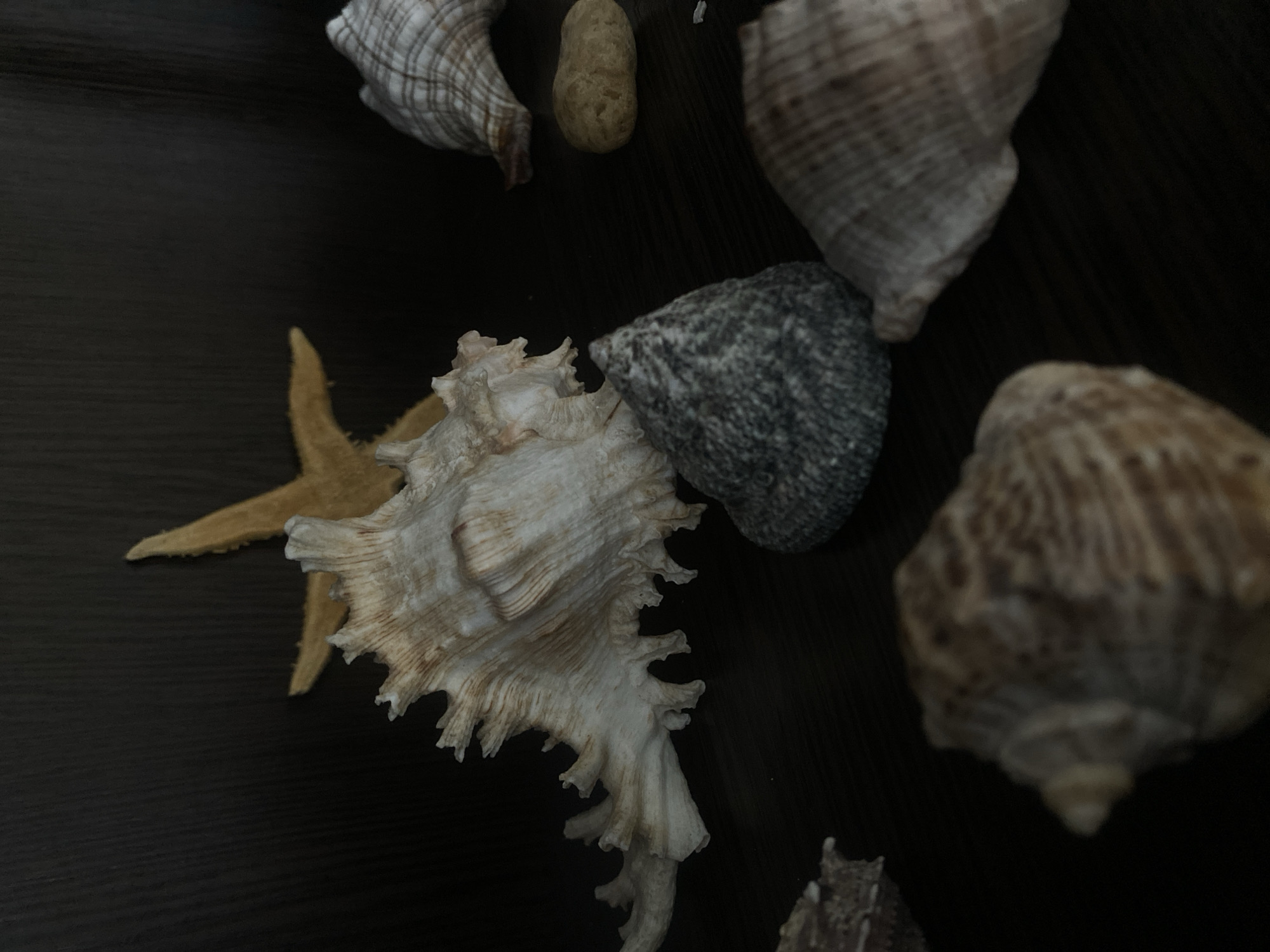 A close-up, low-angle shot captures a collection of seashells and stones arranged on a dark, wooden surface. In the background, a tan starfish is visible. In the mid-ground, a large, ornate seashell dominates the left side of the frame. To its right, a rough, grey stone sits in focus. Further to the right, another seashell with a striped pattern is partially visible. In the foreground, out of focus, another seashell with similar striped patterns is present on the left. The overall lighting is dim, creating shadows and highlighting the textures of the objects. The image does not contain any discernible elements to identify a specific location in the city of Пешнево, Russia.
