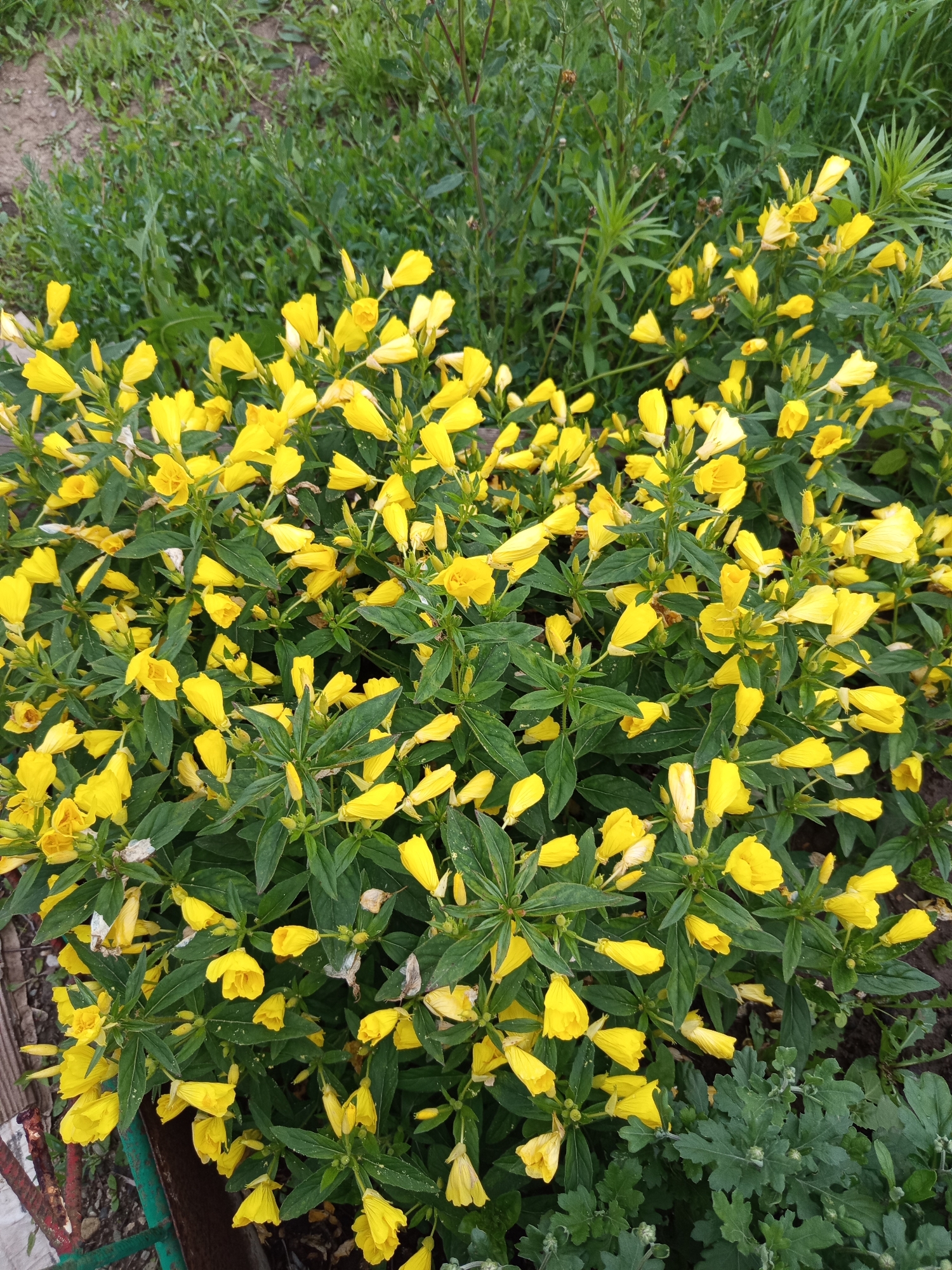 This is a photograph of a dense cluster of yellow evening primrose flowers in bloom. The flowers are small, with four delicate petals, and appear to be at various stages of opening and closing. They are borne on slender, leafy stems, with dark green foliage providing a backdrop. In the background, there is blurred green vegetation, suggesting an outdoor setting like a garden or a field. The lighting suggests it is daytime, and the overcast appearance of some petals hints at recent rain or dew. There are no people or specific objects, other than the plants themselves, in the frame. The image captures the natural beauty of the blooming flowers, with a focus on the vibrant yellow against the green. The context of Älimbet, Kazakhstan, provides a geographical location for this natural scene.