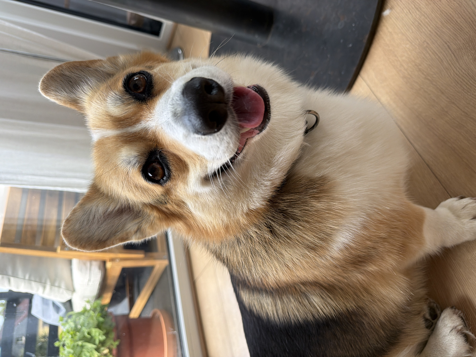 A close-up, eye-level shot shows a Pembroke Welsh Corgi sitting on a light brown wooden floor. The dog is facing the camera, with its head tilted slightly to the left. Its fur is predominantly tan and white, with black markings on its back. The dog's mouth is open, and its pink tongue is visible. Its ears are large and erect, and its dark brown eyes are looking directly at the camera. In the background, a window reveals a glimpse of an outdoor patio with a wooden chair and a potted plant. The lighting suggests it is daytime, likely indoors with natural light filtering in. There is no indication of the city of Gangloff, Germany within the image.