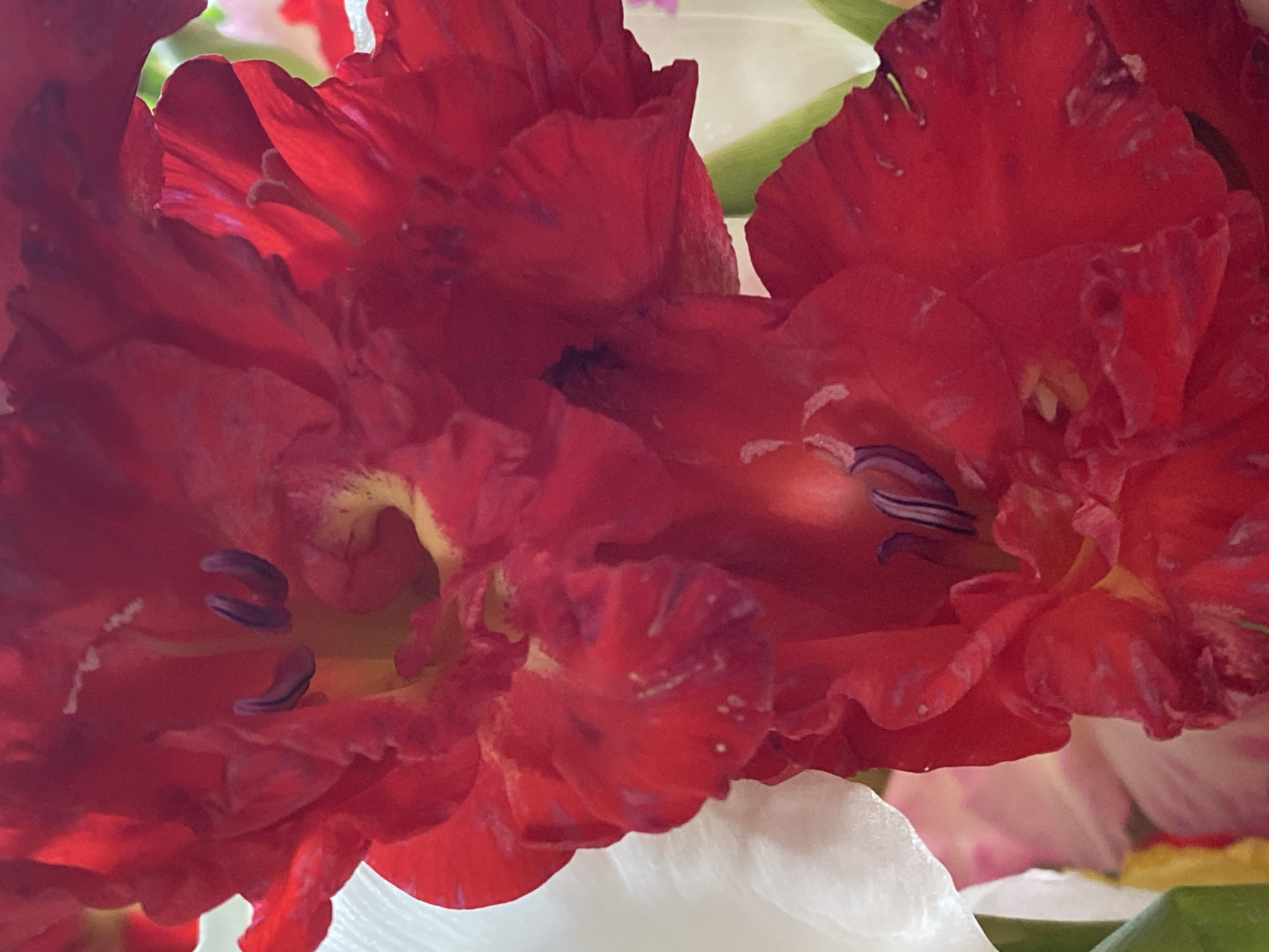The image is a close-up shot of red gladiolus flowers. The petals are a vibrant red with some darker markings and streaks. The stamens are visible in the center of the flowers, appearing dark purple. There are hints of yellow and white in the background, suggesting other flowers are present. The lighting is bright, creating highlights on the petals and a sense of depth within the flowers. No specific location in Novokuznetsk, Russia is discernible from the image. There are no people, actions, or interactions depicted.
