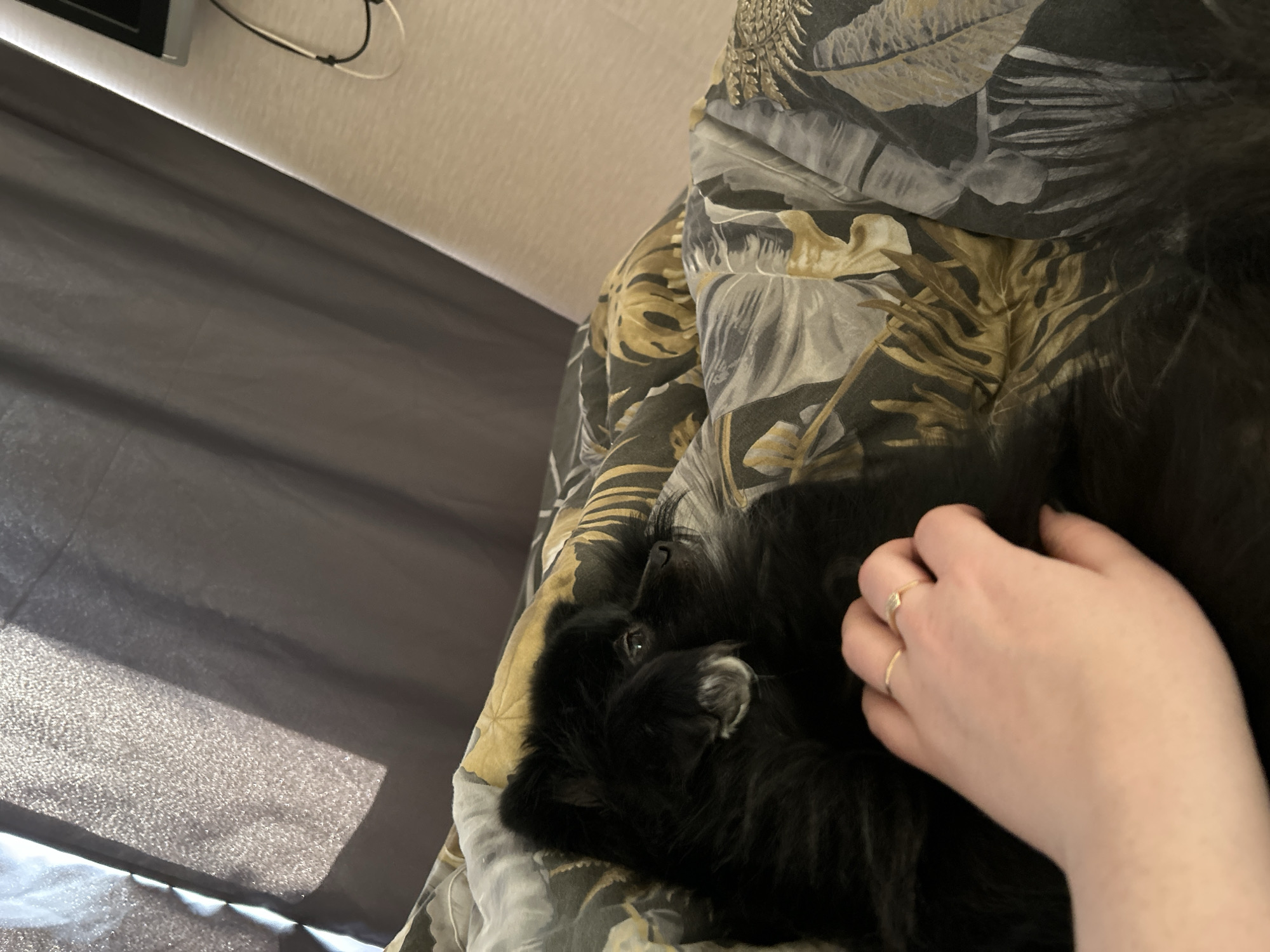 A black, long-haired dog is being petted on a bed. The bed has a patterned bedspread with grey, beige, and black colors. A hand with two rings is visible, petting the dog. The room appears to be indoors, with a grey curtain visible on the left side of the frame. The location is unknown and cannot be determined from this image.