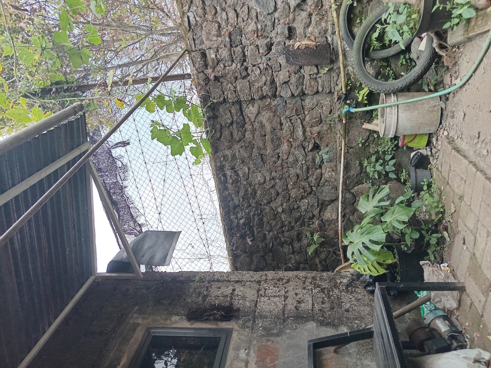 The image depicts an outdoor area with a weathered, rough-hewn stone wall forming the backdrop. In the foreground, a concrete tiled ground is visible, with various items scattered around. To the left, a dark metal bench sits next to a rough concrete wall with a window. Various objects, including plastic bags, a motor, and what appears to be a plant in a pot, are situated near the bench.
Dominating the center-left of the image is a large potted plant with distinctive, split leaves. Adjacent to this plant are other smaller plants and greenery growing along the base of the stone wall.
The stone wall itself is uneven and textured, with some areas showing signs of moss or dampness. Along the top of the wall, a wire fence with barbed wire is installed, suggesting a boundary or security measure. Vines and green leafy plants are growing over and through this fence.
To the right side of the frame, several objects are placed near the wall, including a large cylindrical container, a green hose connected to a faucet on the wall, and two tires leaning against each other. More greenery is visible around these objects.
The overall environment appears to be a utilitarian outdoor space, possibly a backyard or an alleyway, with elements of overgrowth and a slightly unkempt appearance. The lighting suggests it is daytime, with overcast or diffused light. The scene is consistent with a residential or semi-commercial area in Claket, Indonesia, characterized by the use of local materials like stone for construction and the presence of lush vegetation.