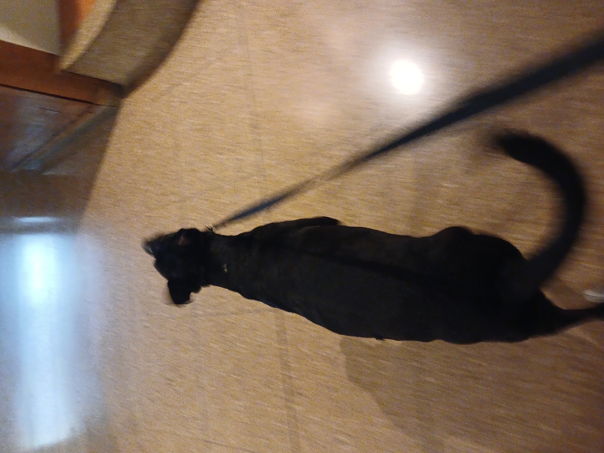 An overhead shot, rotated clockwise, captures a black dog walking on a light-colored floor, possibly indoors in Buenos Aires. The dog is positioned horizontally across the frame, moving from left to right. A dark leash extends from its collar towards the upper right of the image, where a bright, circular glare on the floor suggests a light source. The dog's tail and parts of its body show slight motion blur, indicating movement. The floor appears to be a light-toned tile or carpet. In the upper left corner, a wooden structure, possibly furniture or a baseboard, is visible. The lighting is uneven, with shadows cast by the dog and the leash. No specific architectural or environmental details are present to explicitly identify the location as Buenos Aires, but the image depicts a common indoor setting. There is no visible text.