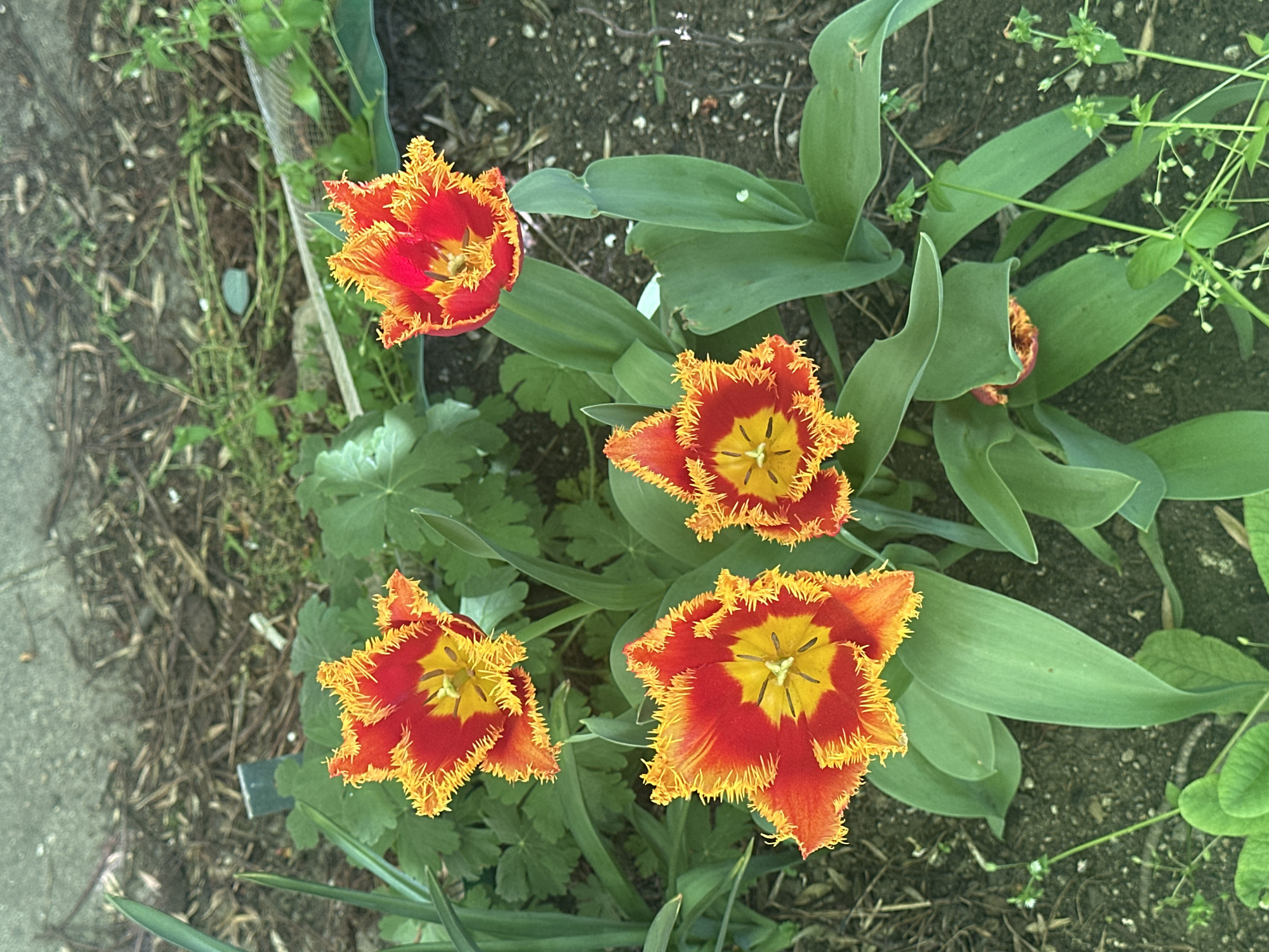 This overhead photograph captures four vibrant fringed tulips blooming in a garden setting in Sofia, Bulgaria. The primary subjects are the four distinct tulip blossoms, each showcasing rich red petals with striking, finely cut yellow-orange fringed edges. Their centers reveal bright yellow inner markings and dark anthers, indicative of fully open flowers.
The tulips are arranged diagonally within the frame, allowing for a clear view of their intricate details. Surrounding the blooms are broad, deep green tulip leaves and other smaller green foliage, along with dark, textured soil. On the far left of the image, a light grey concrete edge is partially visible, suggesting proximity to a path or border. Small weeds and organic debris are scattered across the soil, contributing to the natural garden aesthetic.
The lighting appears bright and natural, suggesting it is daytime, with no harsh shadows, which allows the vibrant colors of the flowers to stand out prominently. The fully open blooms are characteristic of spring or early summer, aligning with the typical blooming season for tulips in Sofia, Bulgaria. No people or visible text are present in the image. The scene conveys a sense of natural beauty and the freshness of the blooming season.
