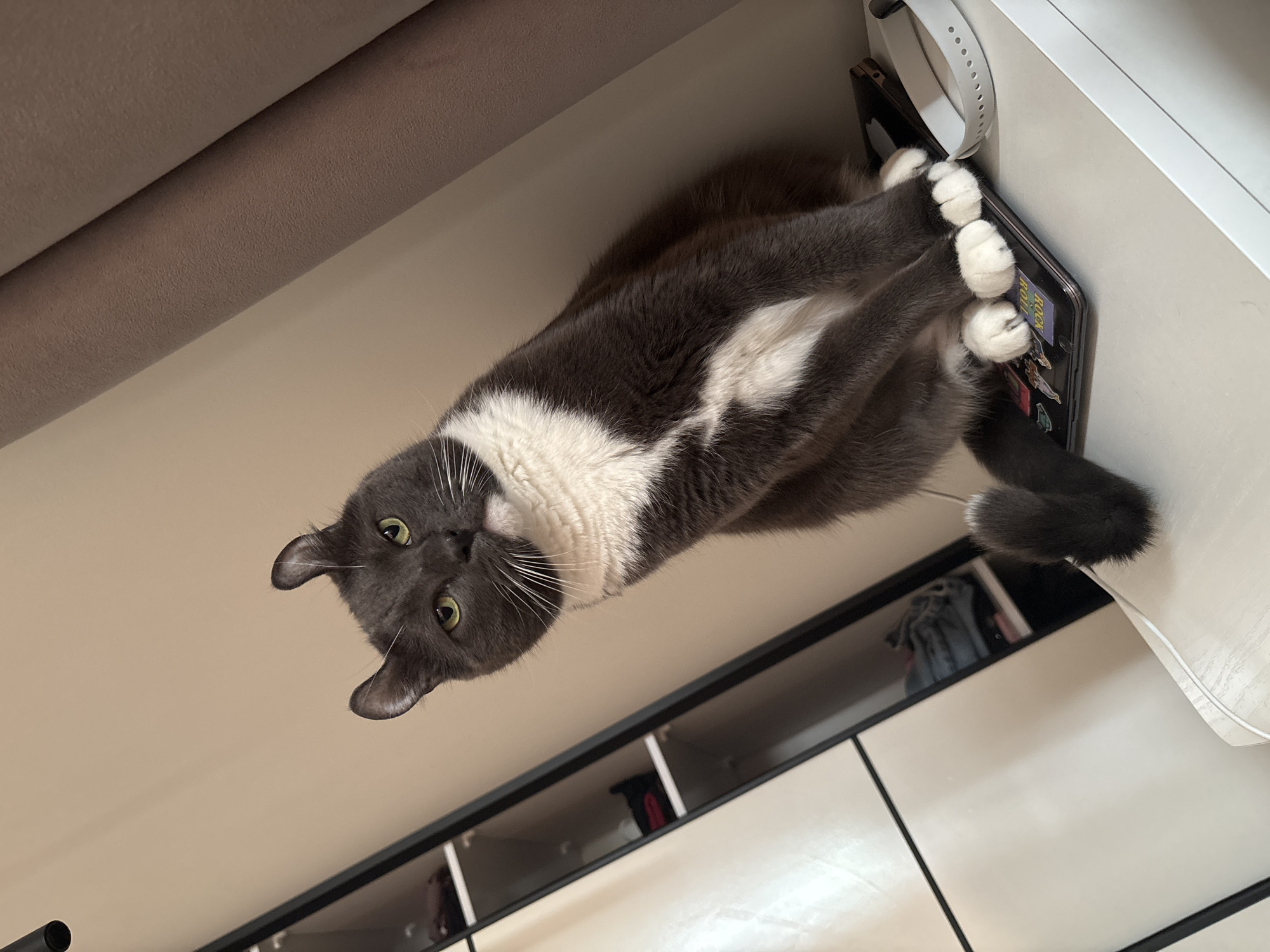 A gray and white cat is lying on a surface, possibly a desk or shelf, while holding a smartphone with its front paws. The smartphone has stickers on the back. The cat is looking at the camera with its head tilted. A light brown sofa is visible in the upper left corner. Below the surface where the cat is lying, there are shelves with various items. The environment appears to be a room in a home or apartment. The image does not contain any identifiable information that would indicate a specific location in Vladivostok, Russia.