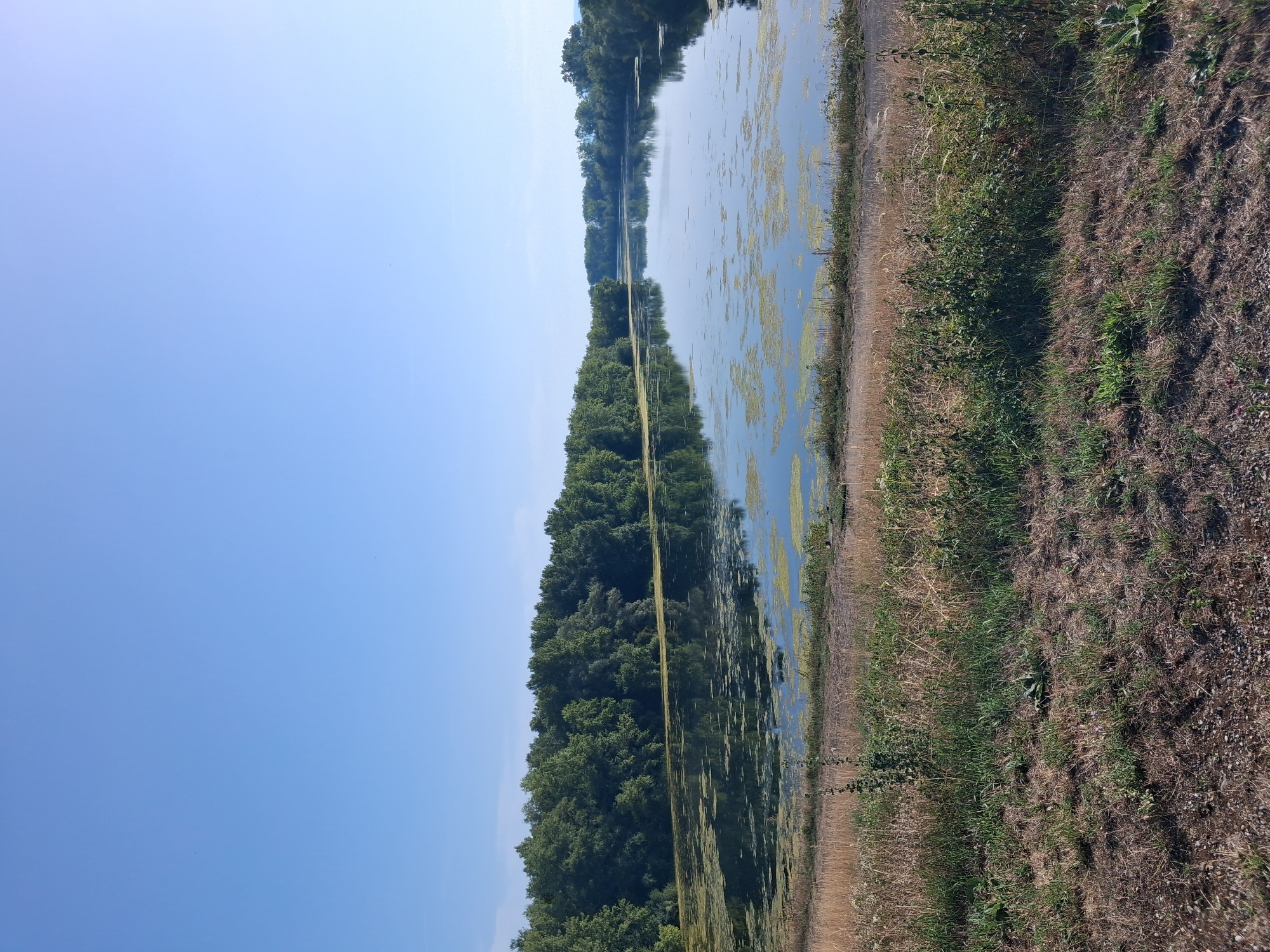 An outdoor, low-angle, eye-level, full shot captures a wide river or lake on a clear day in Altenheim, Germany. The water is calm and reflects the surrounding lush green trees and the bright blue sky. Patches of bright green algae float on the surface of the water. A narrow dirt path runs along the near bank of the water, lined with dry brown grasses and various green plants and weeds. The sky is a uniform, cloudless blue. No people or animals are visible in the frame.