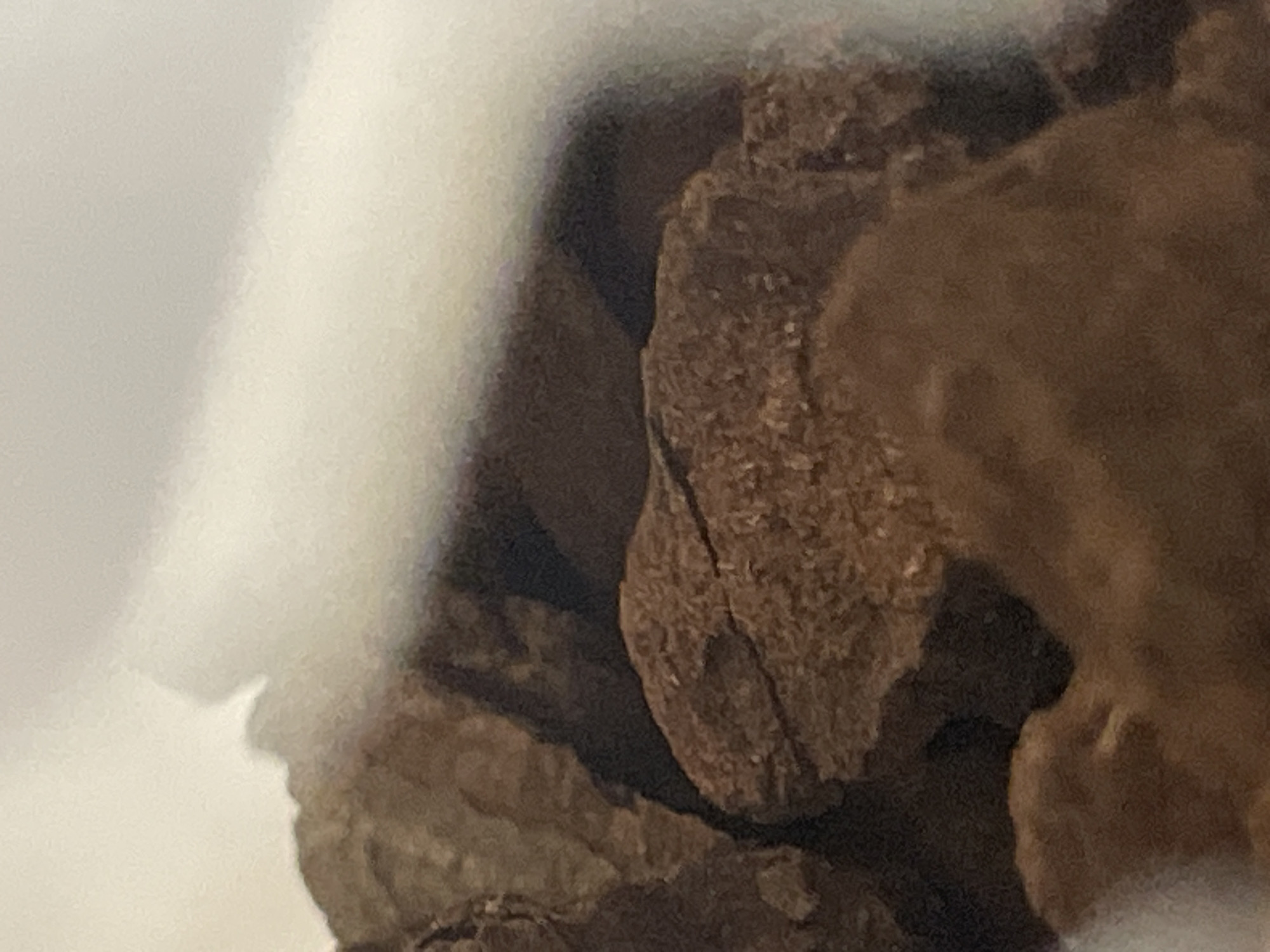 The image shows a close-up view of several pieces of dried, brown organic material. The material appears to be rough and textured, with visible cracks and crevices. The lighting suggests it is an indoor setting, with a bright, out-of-focus background that could be a wall or a piece of paper. The composition is abstract, with no discernible context or recognizable objects beyond the organic matter.