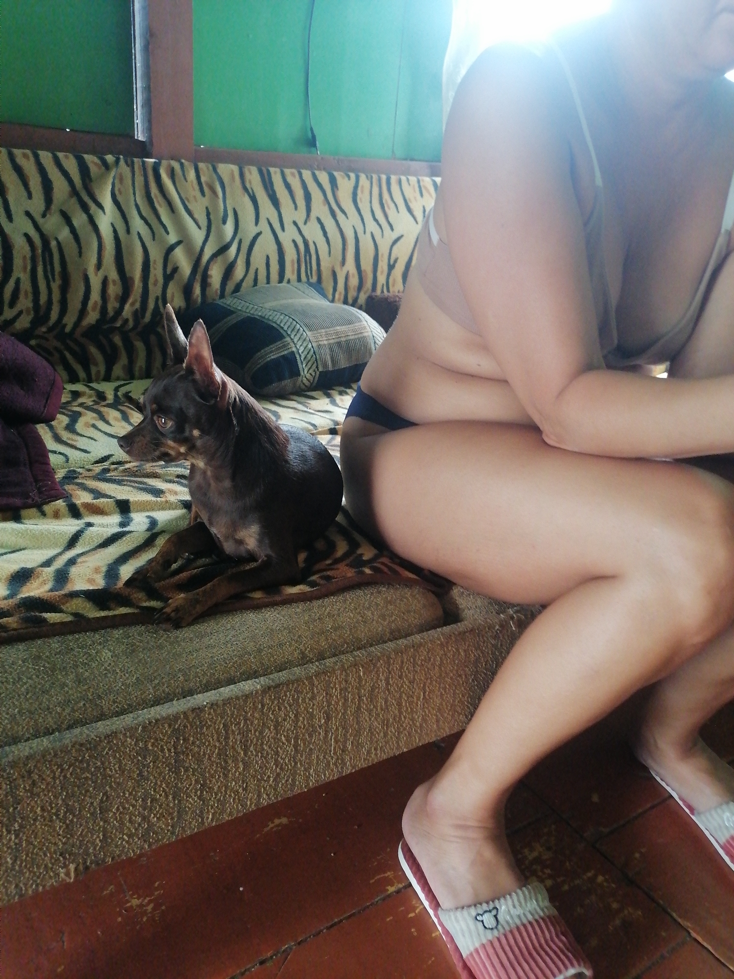 A small brown dog with large ears sits on a patterned blanket on a couch. Next to the dog, a person wearing a light-colored bra and dark underwear is seated, facing away from the camera. The person's arm is resting on their leg. The background shows a green wall and wooden window frame. The couch has a tiger-striped pattern. The floor in the foreground is made of reddish-brown tiles. The scene appears to be indoors, likely in a residential setting. The location is Novopokrovka, Russia.
