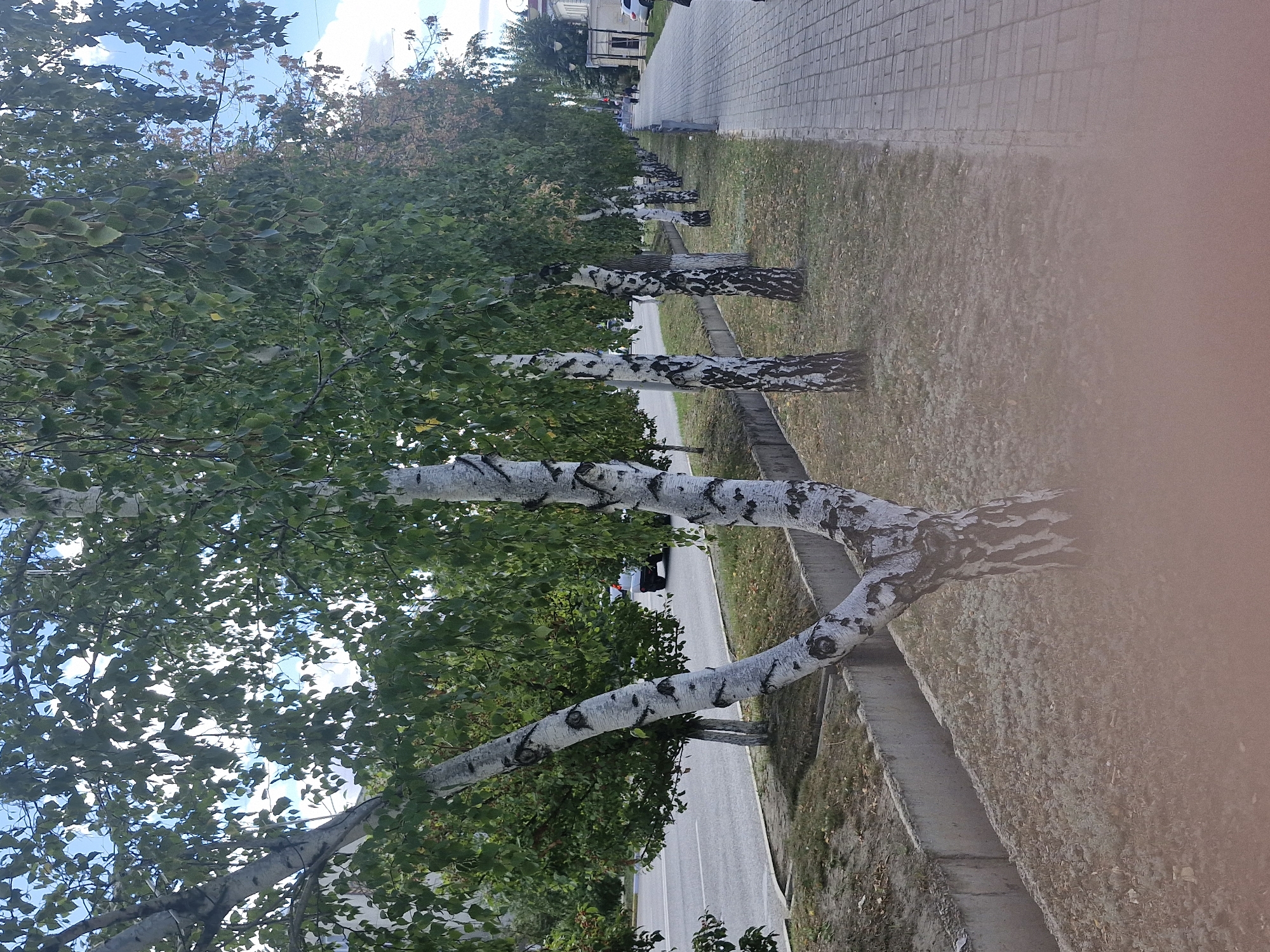 A row of birch trees with white and black bark line a paved sidewalk on a clear day. The trees are in full leaf, with green foliage. Beyond the trees is a street with a few cars. The sidewalk is made of interlocking gray pavers and runs parallel to the street. There is a concrete drainage ditch between the trees and the street. The ground beneath the trees is covered in dry leaves and grass. The sky is blue with a few white clouds. In the distance, there are buildings and streetlights. The image appears to be taken in a residential or commercial area of Kokshetau, Kazakhstan.