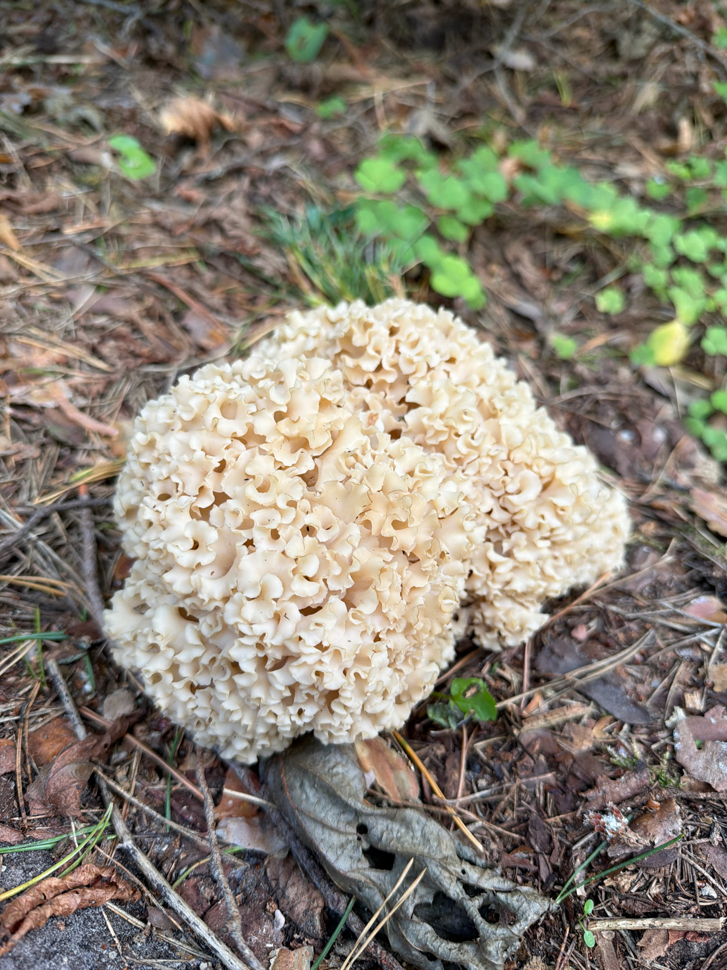 The image shows a light-colored, cauliflower-like fungus growing on the forest floor. The ground is covered with pine needles, dry leaves, and small green plants. The fungus is the main subject, with its intricate, ruffled surface clearly visible. In the background, the forest floor continues, with more foliage and pine needles. The lighting suggests it is daytime, likely in a shaded forest area. The image does not contain any people or specific landmarks that would definitively place it in Tērvete, Latvia, but it depicts a typical forest environment found in such a region.