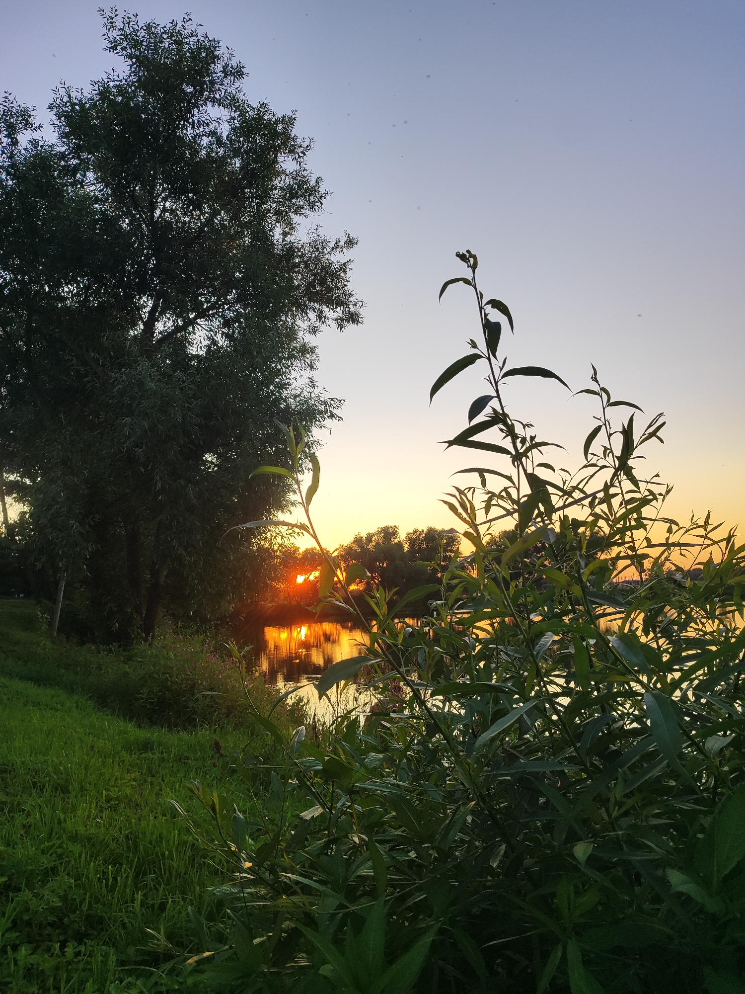 The image depicts a serene natural landscape at sunset, likely near the city of Bronnitsy, Russia, given the context. In the foreground, lush green grass carpets a gentle slope on the left, leading down towards a body of water. In the center and right, dense green foliage, characterized by long, slender leaves, obscures the view partially. Beyond the vegetation, a tranquil river or lake reflects the warm hues of the setting sun. The sun itself is visible as a bright orb peeking through the trees on the left bank, casting a golden and orange glow on the water's surface. A large, dark-foliaged tree stands prominently on the left side of the image, its branches reaching towards the clear, pale blue sky. The sky transitions from a soft blue at the top to a gradient of yellow and orange near the horizon, indicative of twilight. The overall scene is one of natural beauty and peacefulness, with no people or human activity visible.