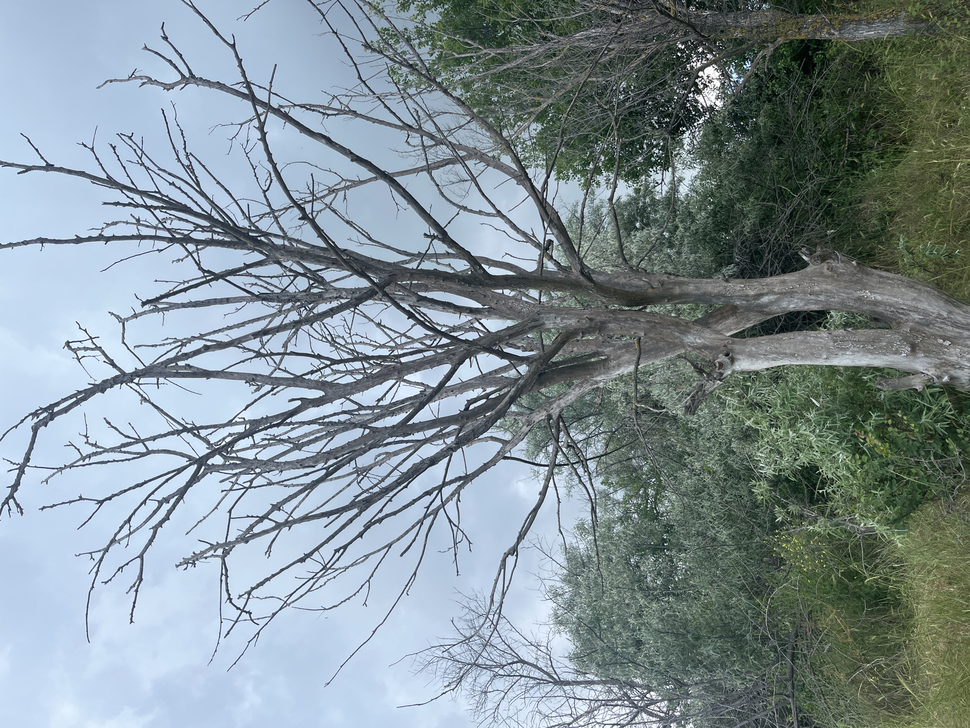 A dead, gray tree with numerous bare branches dominates the foreground, silhouetted against an overcast sky. The tree's trunk appears split into two main sections. Behind it, a dense line of green trees and foliage forms a natural backdrop. The ground is covered with dry, light brown grass and some green vegetation. The scene is likely outdoors, possibly in a park or natural area within Varna, Bulgaria, given the overcast weather and vegetation. There are no people or animals visible in the image.