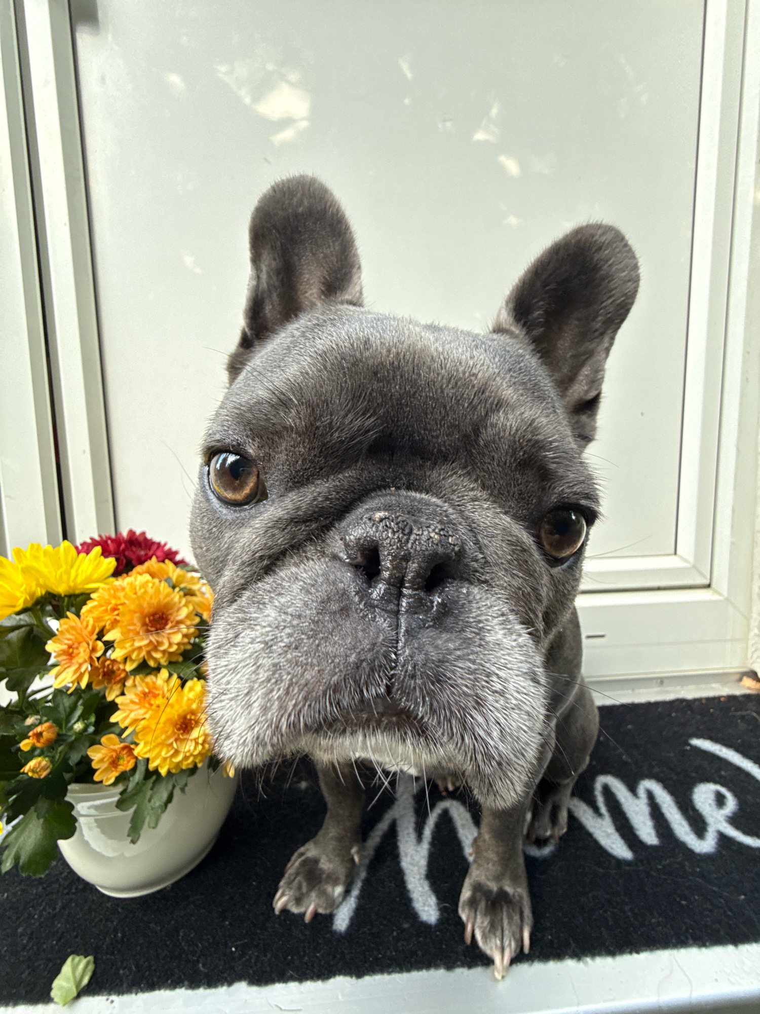 A close-up, eye-level, full-body shot shows a French Bulldog sitting on a doormat. The dog is dark gray with white fur around its muzzle and eyebrows. Its ears are upright and its eyes are looking directly at the camera. To the left of the dog, there is a pot of yellow and red chrysanthemums. The background is a white door with vertical lines. The doormat has the word "Home" written on it in white letters. The scene appears to be in front of a doorway in Bad Sachsa, Germany.