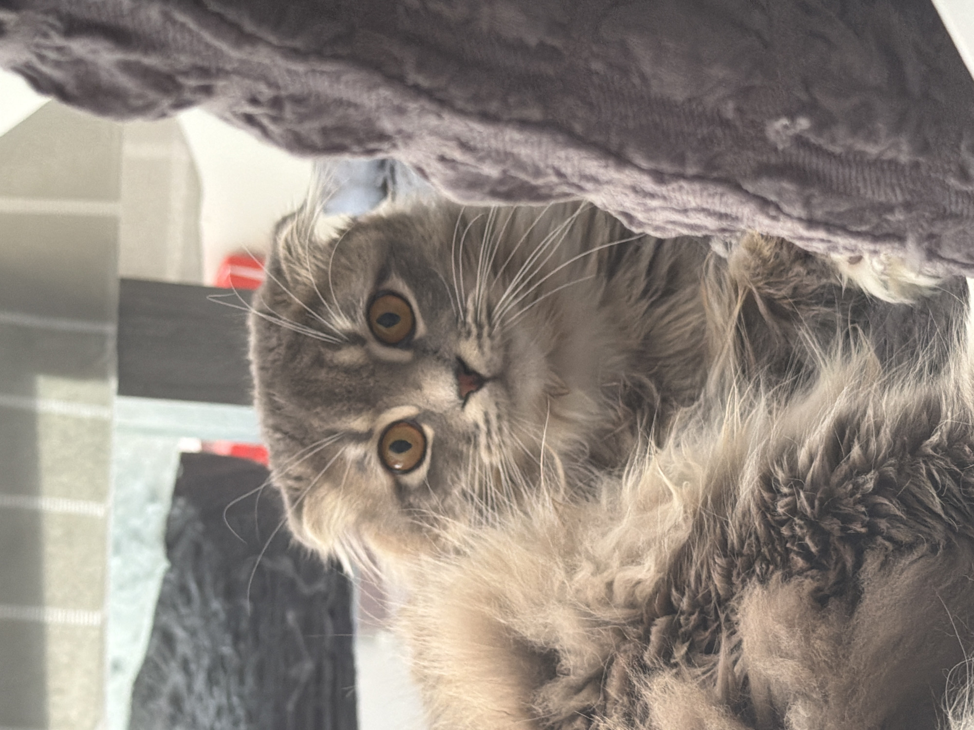 A long-haired grey tabby cat with large amber eyes is the subject of this close-up photograph. The cat is situated indoors, with its face and chest filling the majority of the frame. A textured, dark grey blanket is visible on the right side of the image, partially obscuring the cat's body. In the background, out of focus, are hints of striped curtains and possibly furniture. The lighting is soft, suggesting an indoor environment. There is no indication of the cat's location within Vovchynets, Ukraine.