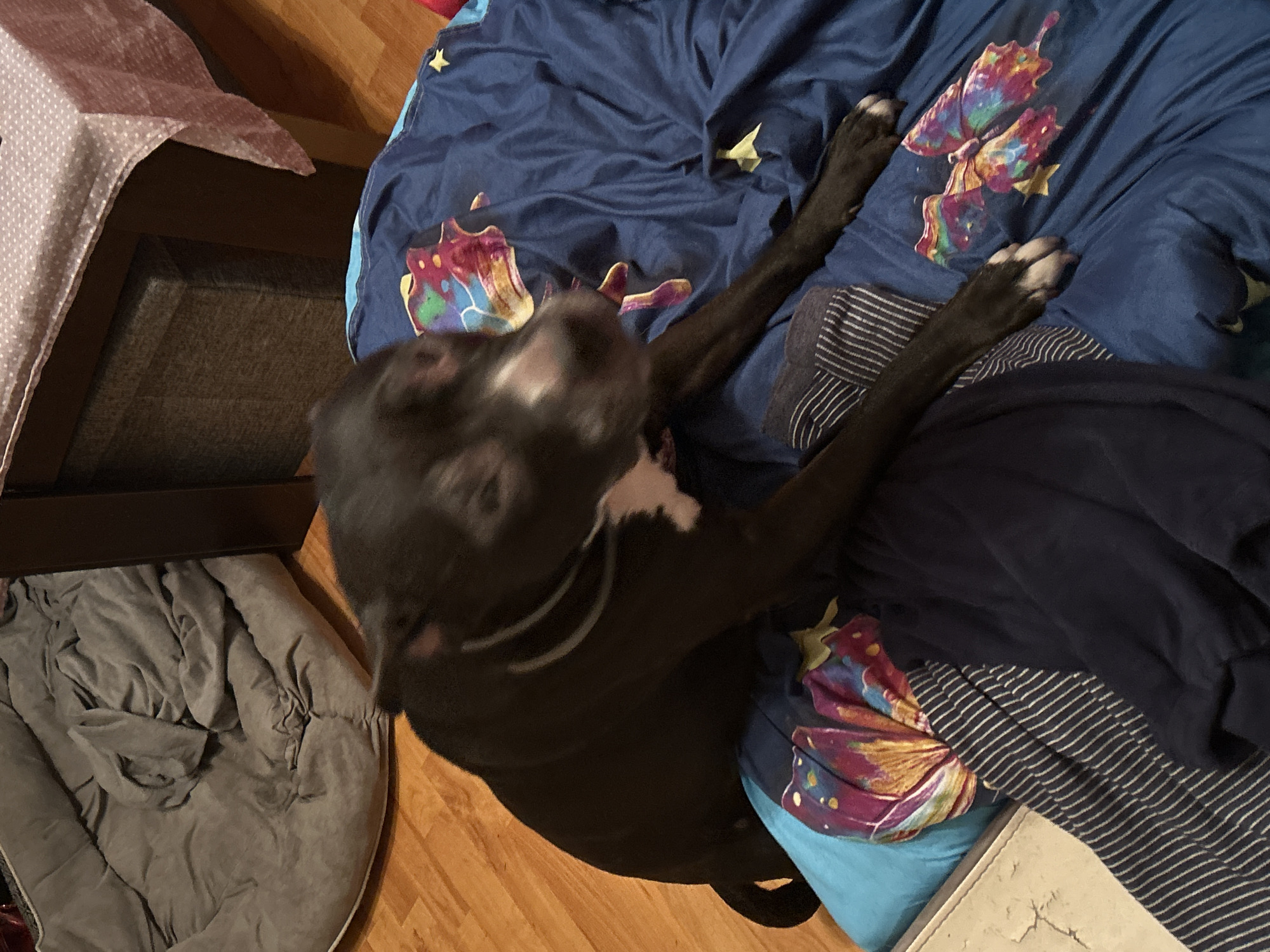 An indoor scene in Sofia, Bulgaria, features a black and white dog, likely a pitbull or similar breed, caught in mid-action. The dog has a white chest and snout, and its head appears slightly blurred due to movement. Its body extends across the frame, with its hindquarters on a light wooden floor next to a rumpled gray dog bed or blanket. The dog's front paws are stretched onto a bed covered with blue bedding.
The blue bedding is adorned with colorful butterfly designs and small yellow stars. A dark, striped piece of clothing or fabric rests on the bed near the dog's paws. To the left, a dark brown piece of furniture and a pink polka-dotted fabric are partially visible. The lighting suggests an indoor setting, likely evening or night. There is no visible text in the image.