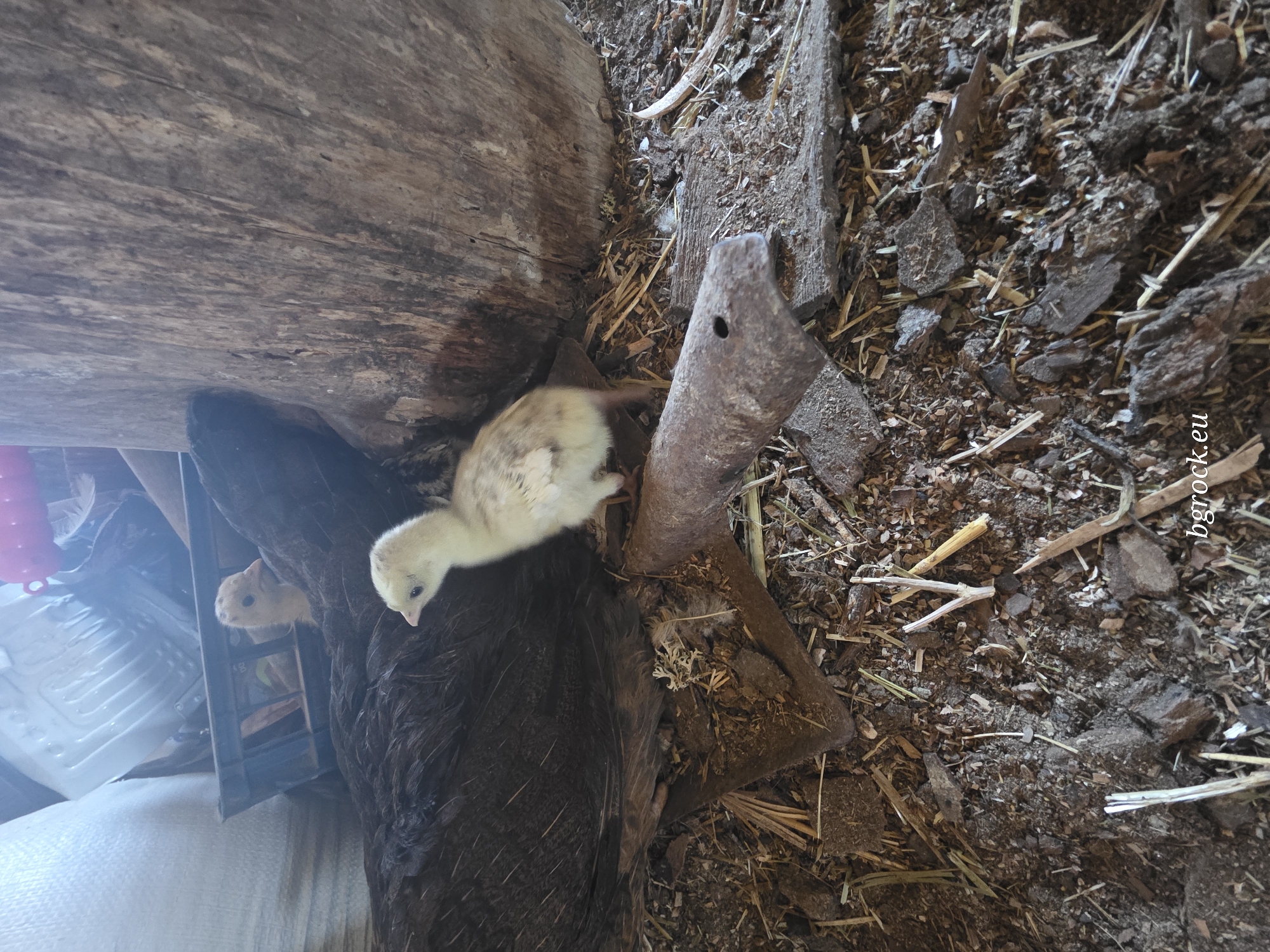 The image shows a hen with two chicks in what appears to be a rustic shelter. The hen is mostly black with visible dark feathers. One chick, which is light yellow and speckled, is perched on the hen's back near her neck. A second chick, also yellow, is partially visible near the hen's head. The surrounding environment includes what looks like rough wooden structures, loose dirt, straw, and some unidentified metal implements. The logo "bgmock.eu" is present in the bottom right corner of the image. While the image's origin is provided through the URL, there is no information provided in the image itself that specifies the location is in the city of Chal, Bulgaria. This information has been provided separately from the image itself.