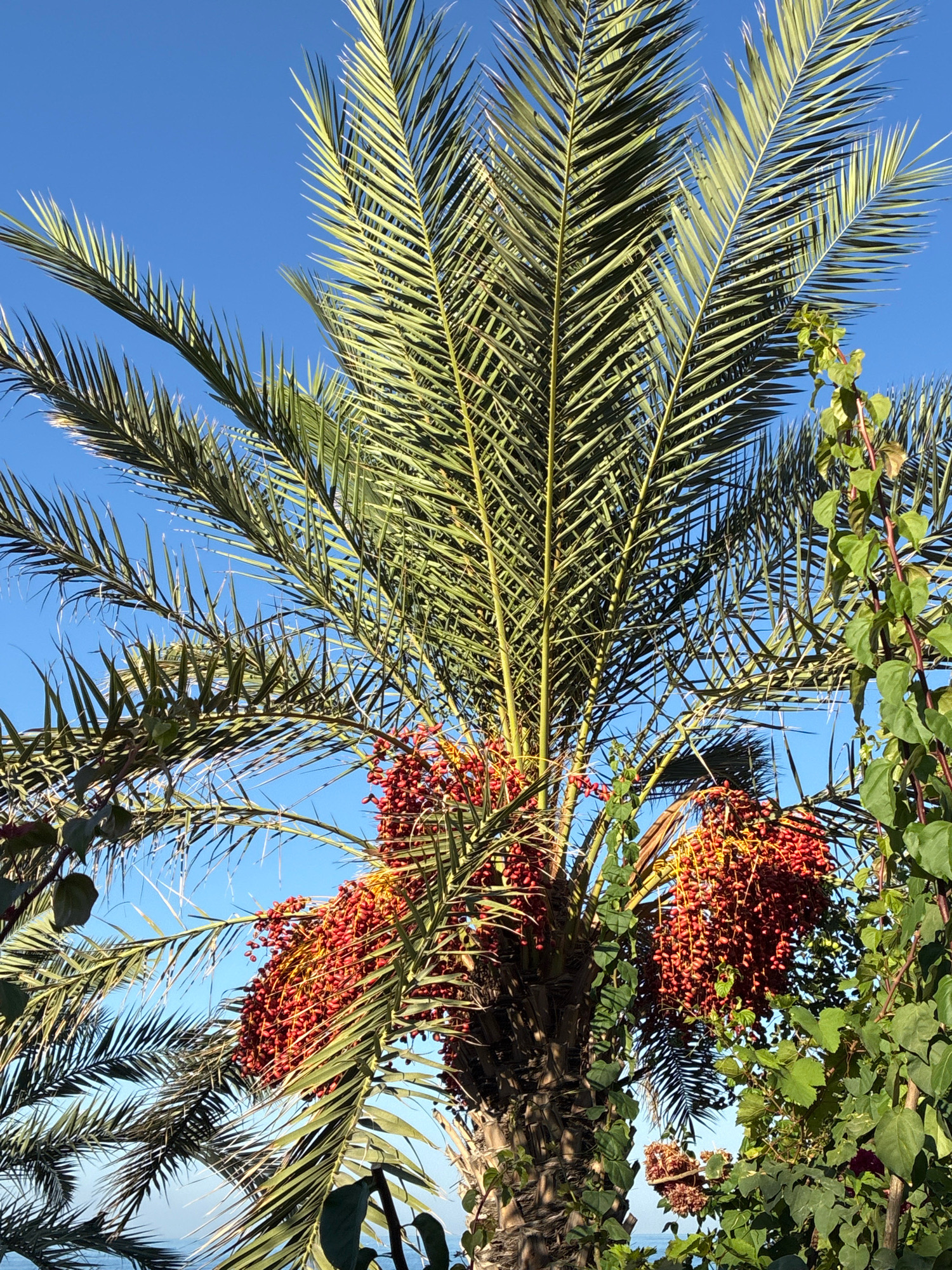 The image displays a close-up view of a date palm tree with ripe, red dates hanging in clusters. The palm fronds are lush and green, reaching towards a clear blue sky. To the right, a vine with green leaves and reddish stems is visible, intertwining with the palm. The lower portion of the image reveals a glimpse of the sea or a large body of water. The scene appears to be outdoors in a warm climate, consistent with Alanya, Turkey.