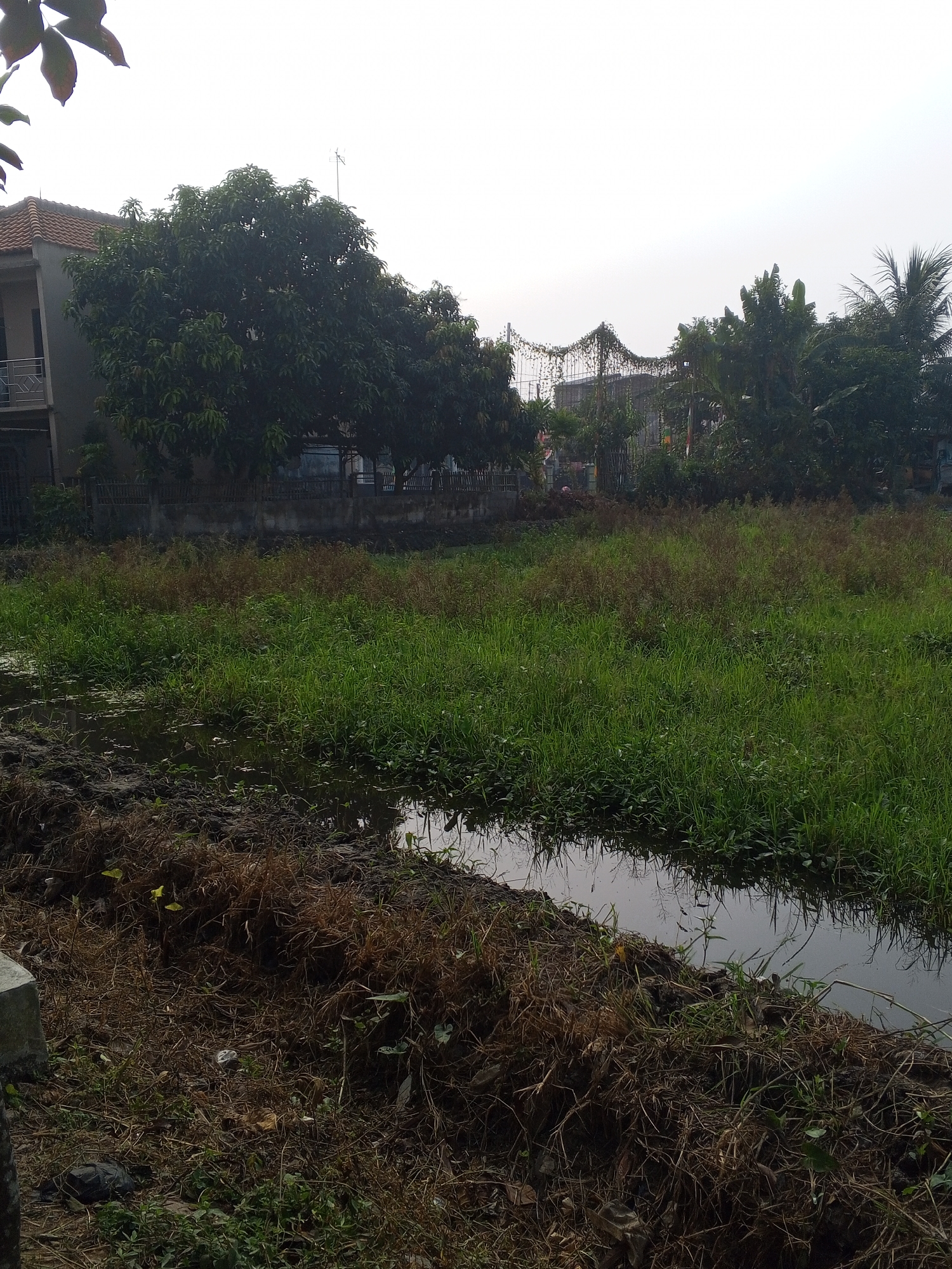 The image depicts an outdoor scene in Ciruas, Indonesia. In the foreground, there is a muddy bank with dry grasses and some scattered debris, including a dark plastic bag. Adjacent to the bank is a body of water, likely a ditch or canal, with reflections of the sky and surrounding vegetation. The middle ground is dominated by a dense expanse of green grass and other aquatic plants growing out of the water. In the background, a building with a tiled roof and balconies is visible, partially obscured by a large, leafy tree. Beyond the building and trees, there is a structure with decorative trellises and some faint lights. The sky is overcast and appears bright, suggesting it might be daytime. The overall impression is one of a semi-urban or peri-urban environment with natural elements integrated with human structures.