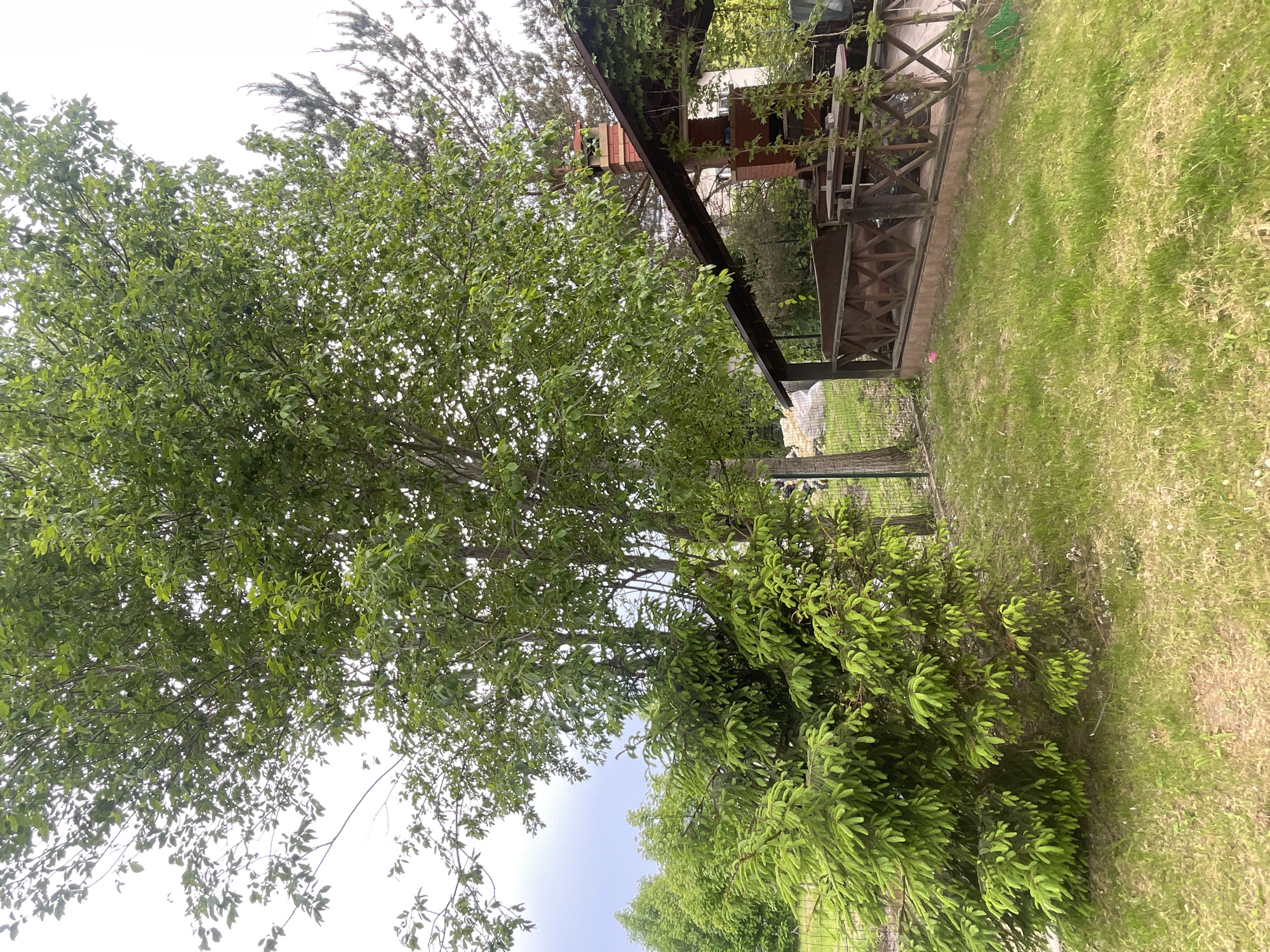 The image depicts a yard with a wooden structure, likely a pergola or a covered porch, situated near a grassy area. A tree with dense green foliage dominates the left side of the frame. The sky is visible through gaps in the tree branches. The location is Куликово, Russia.
