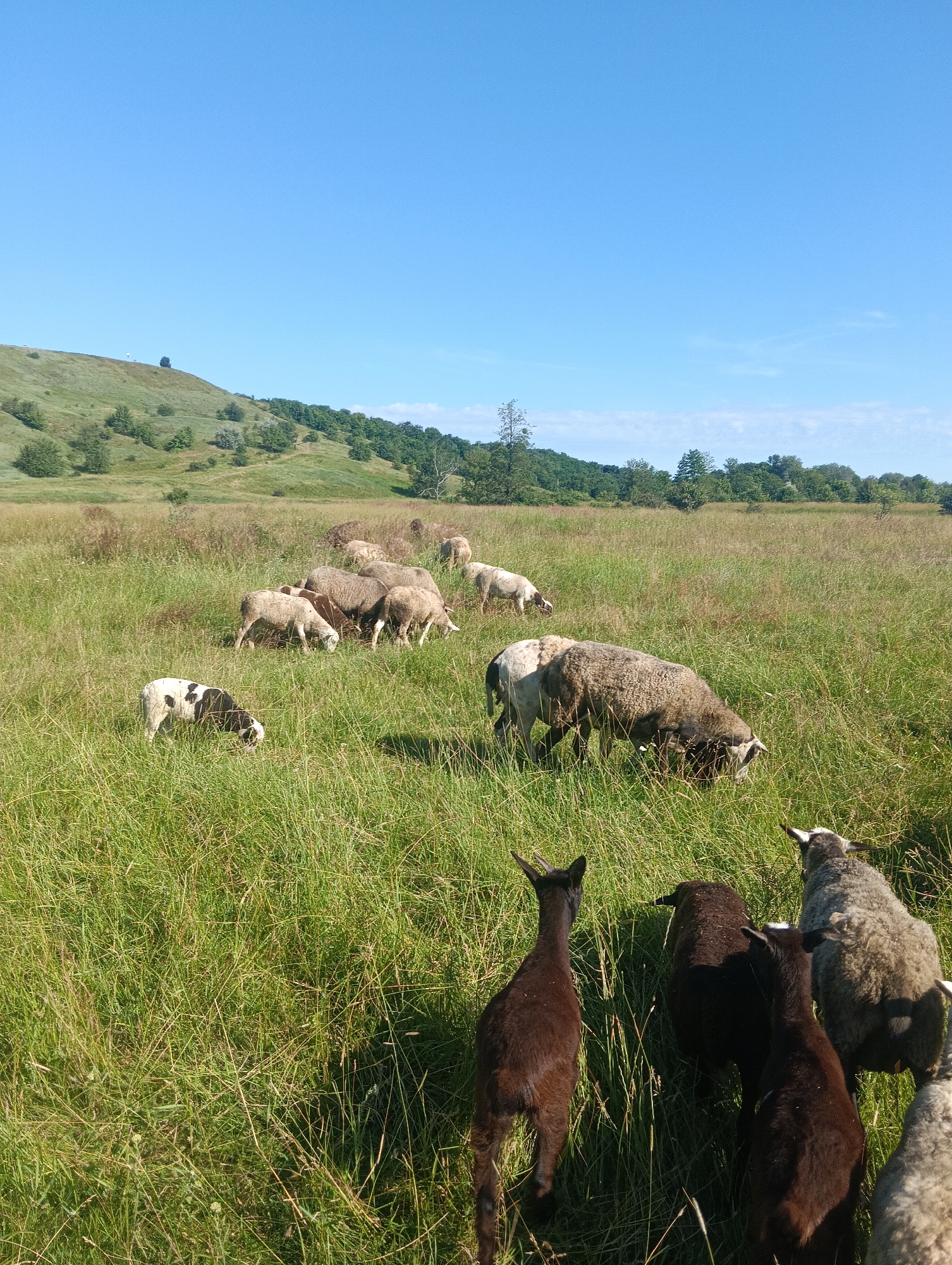 An outdoor, eye-level, full shot captures a flock of sheep and goats grazing in a green field under a clear blue sky. The animals are scattered throughout the grassy landscape, with some in the foreground and others further back. The sheep vary in color, with some being white, brown, and a mix of both. The goats are dark brown. The field is lush with tall green grass, and a gentle slope with scattered trees and bushes forms the backdrop. The sun is shining, casting shadows on the ground. The scene appears peaceful and rural.
