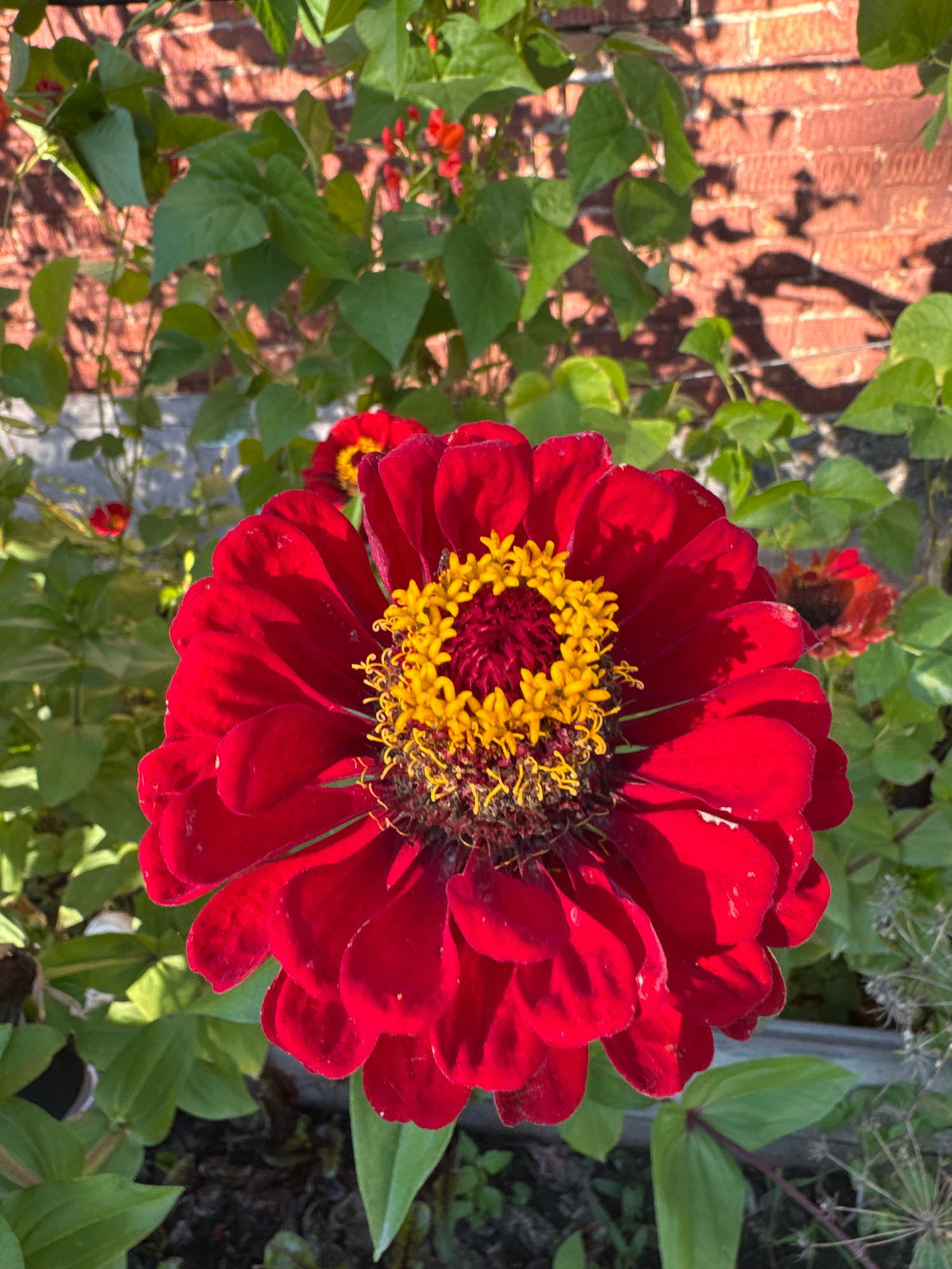 A close-up, overhead shot captures a vibrant red zinnia flower in bloom, its petals unfurling around a bright yellow center. The flower is positioned in the foreground, with lush green foliage surrounding it. In the background, a brick wall is visible, with sunlight casting shadows across its surface. The setting appears to be an outdoor garden, potentially in Novo-İavlenka, Kazakhstan, suggested by the mention of its location. The image is sharply focused on the flower, highlighting its intricate details and rich colors.