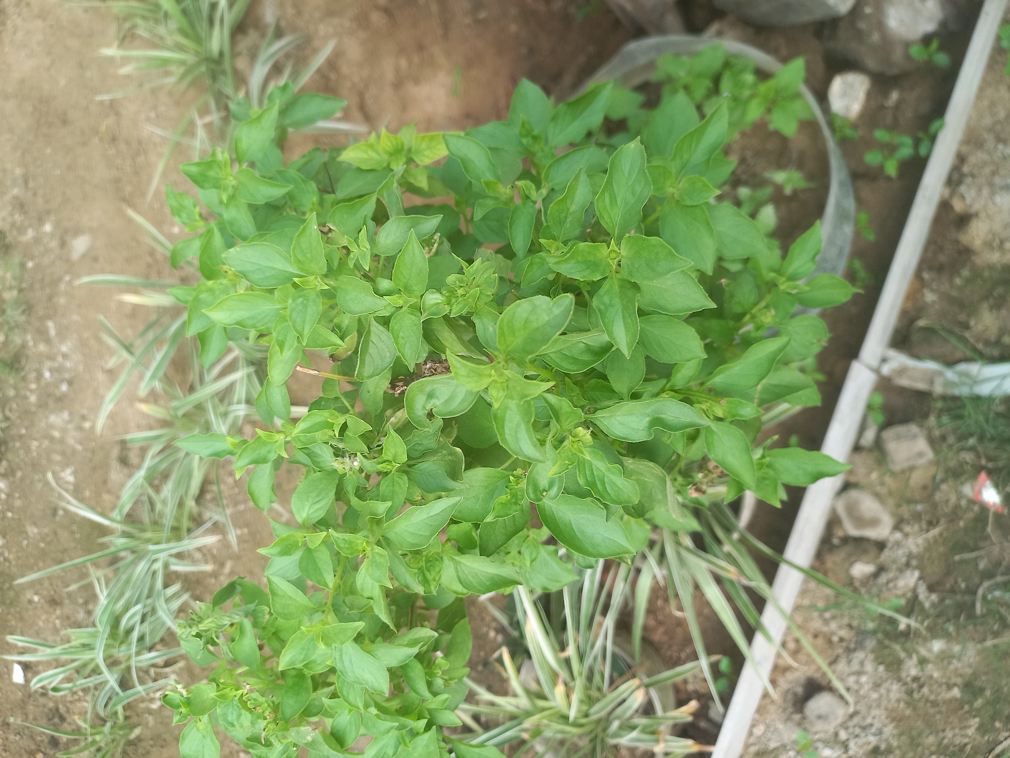A close-up, overhead view captures a lush, green basil plant with small, pointed leaves. The plant is bushy and appears healthy, with new growth at the tips of its stems. In the background, out of focus, are other plants with long, thin, striped leaves, suggesting a garden or outdoor setting. The soil beneath the plants is visible, a mixture of brown dirt and small pebbles. The scene is well-lit, with the natural light casting soft shadows. The location is identified as Pulo Gedang, Indonesia. There are no people or animals present in the image.