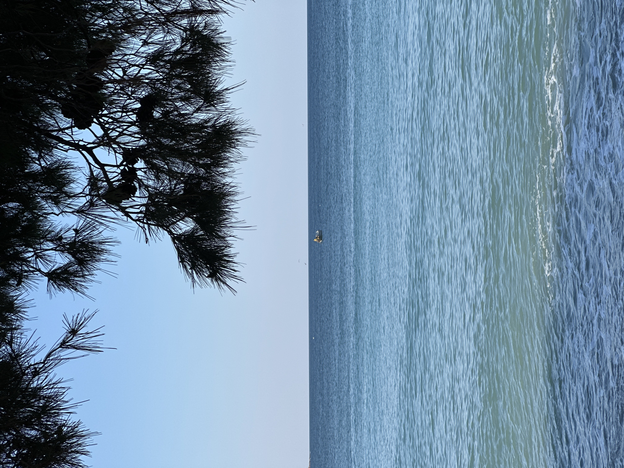 This image captures a coastal scene in Bar, Montenegro. The upper portion of the frame is dominated by the dark silhouette of pine tree branches, complete with needles and visible pine cones, set against a clear, light blue sky. The middle and lower sections of the image are occupied by the sea, displaying a gradient of blue hues, ranging from a lighter turquoise in the foreground to a deeper blue towards the distant horizon. The water's surface exhibits subtle ripples and wave patterns, with minimal white foam present along the very bottom edge. In the distance, on the water, a small, light-colored boat, possibly white or yellow, is visible slightly left of center, containing a single individual who appears to be wearing a yellow top or life vest. Several small, white specks, consistent with distant birds, are discernible against the sky above the water.