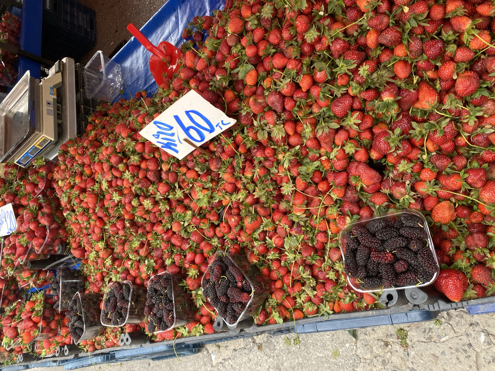The image depicts a market stall in Alanya, Turkey, laden with strawberries and mulberries. A large mound of fresh, red strawberries covers most of the stall's surface. A sign reading "60 TL" is partially visible among the strawberries, indicating the price. Beside the strawberries, clear plastic containers hold dark mulberries. A red plastic scoop lies on top of the strawberries. A scale is visible on the left, suggesting that the produce is sold by weight. The stall is likely part of a larger open-air market. The background is blurred, showing more produce and possibly other vendors.